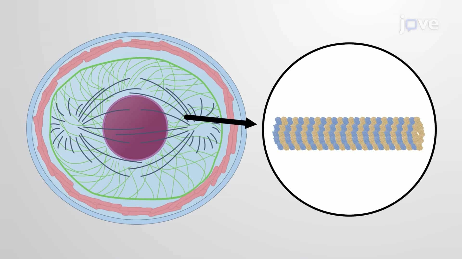 Structural Protein Function: Collagen, Actin, Myosin and Keratin