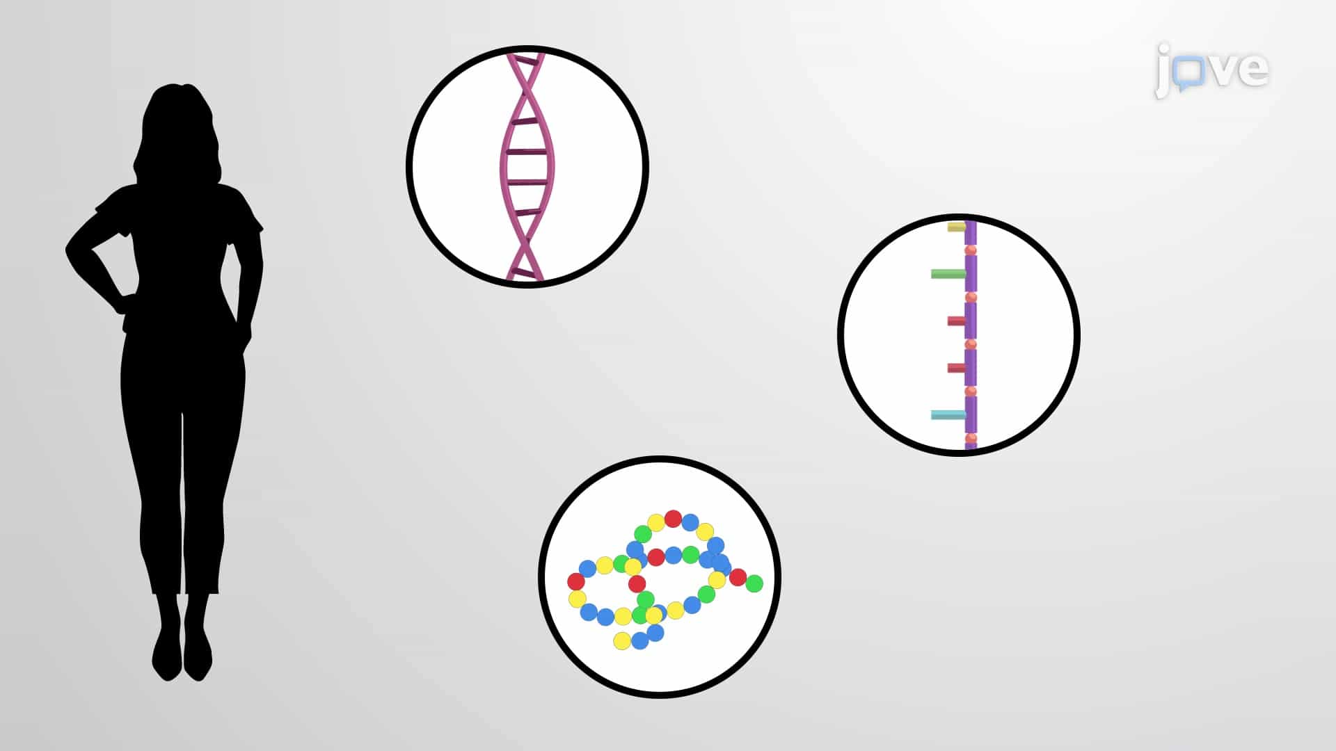 DNA as a Genetic Template: The Meselson and Stahl Experiment