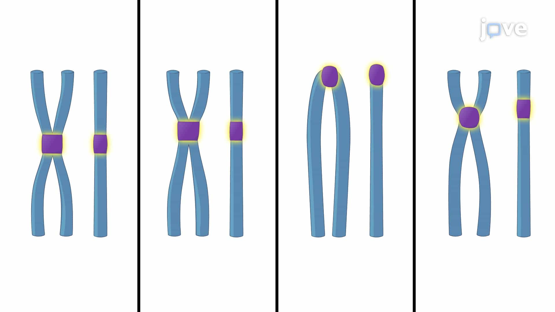 Chromosome Structure and Autonomously Replicating Sequences ARSs