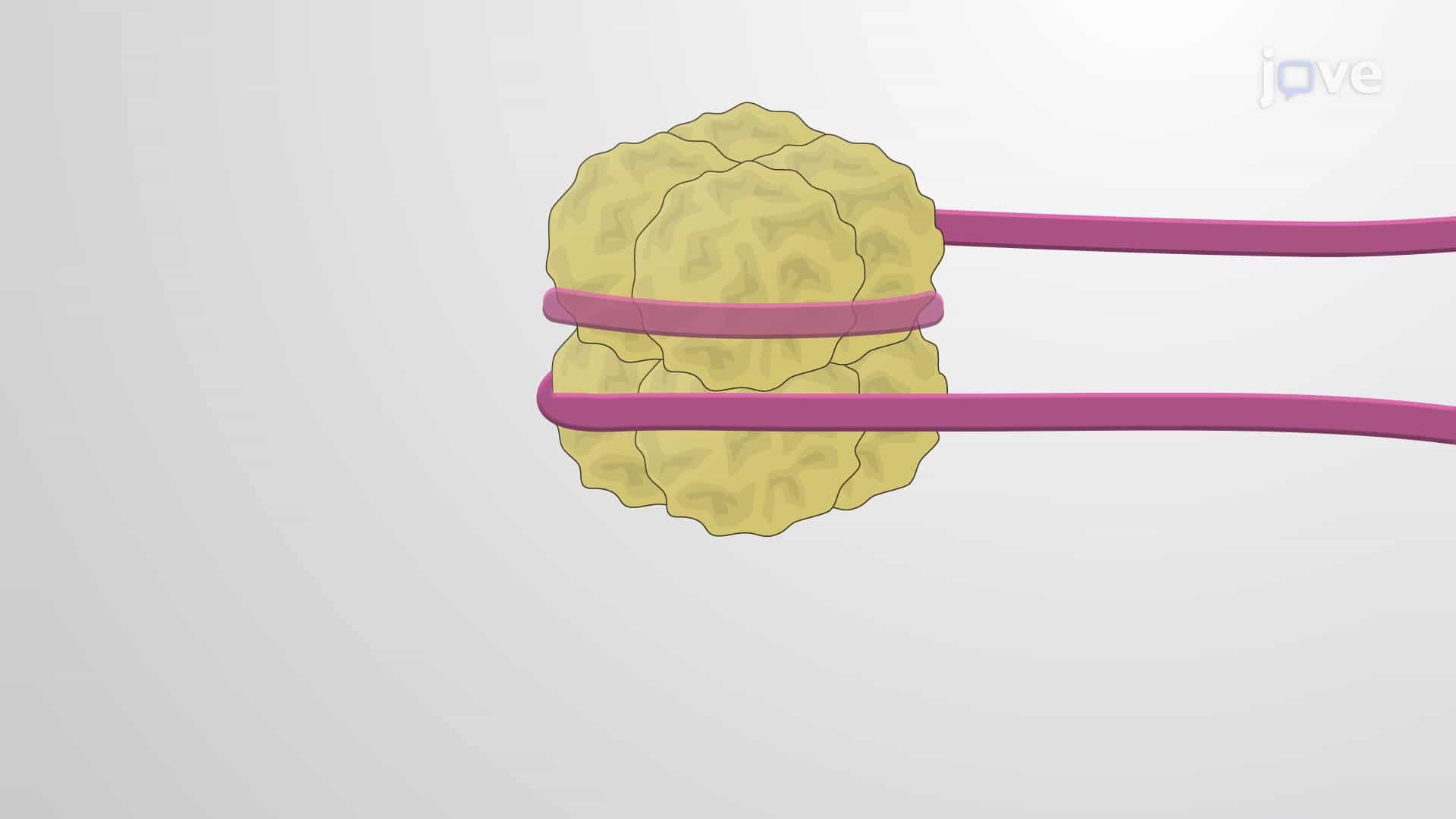 The Nucleosome, Histones and Non-histone Proteins