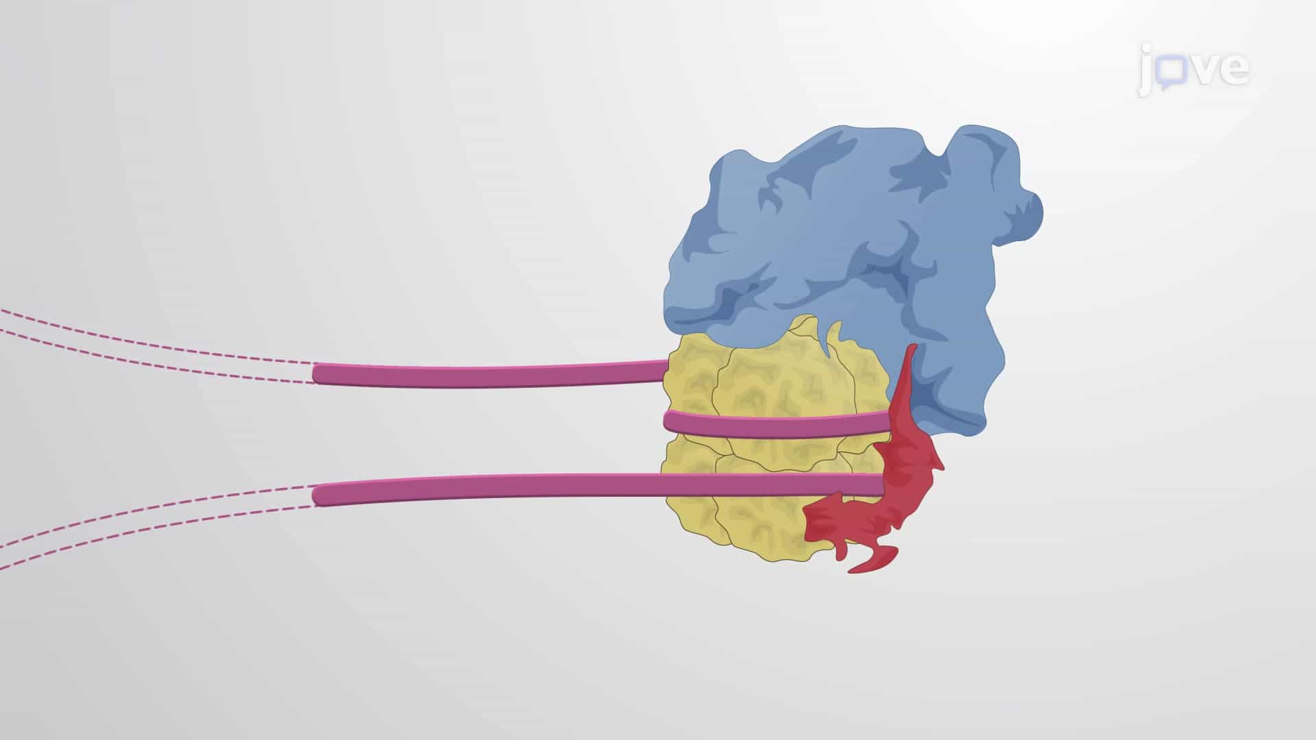 Nucleosome Remodeling Complex: Twist Diffusion &amp; Loop/Bulge Models