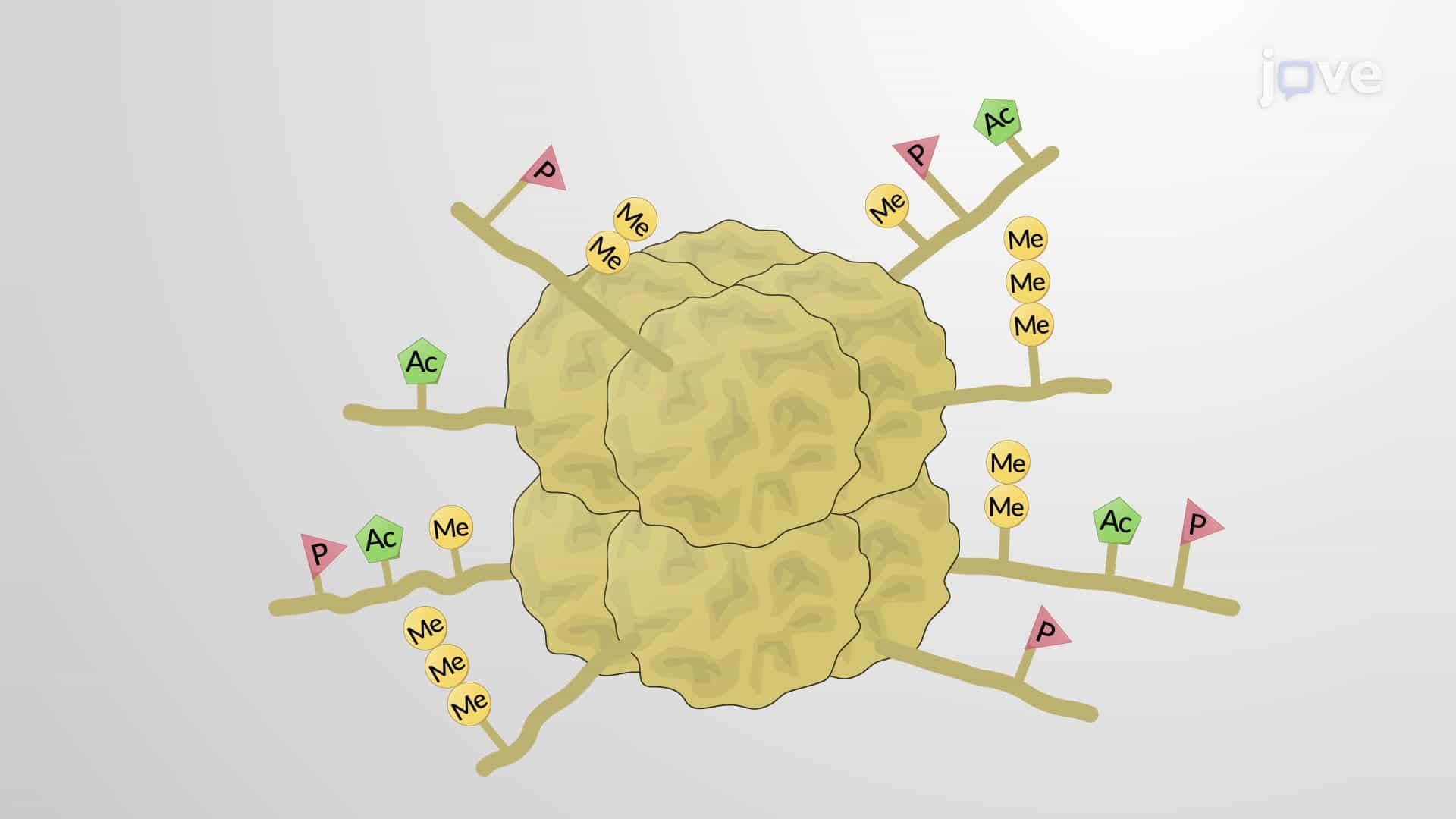 Histone Modification: Acetylation and Methylation