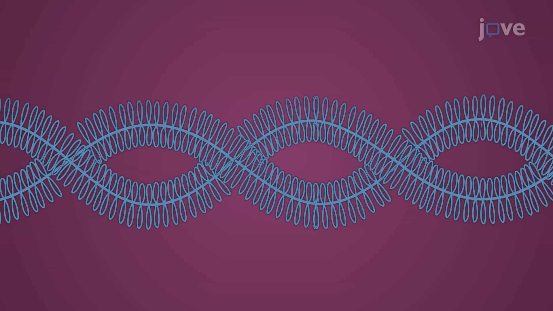 Lampbrush Chromosomes