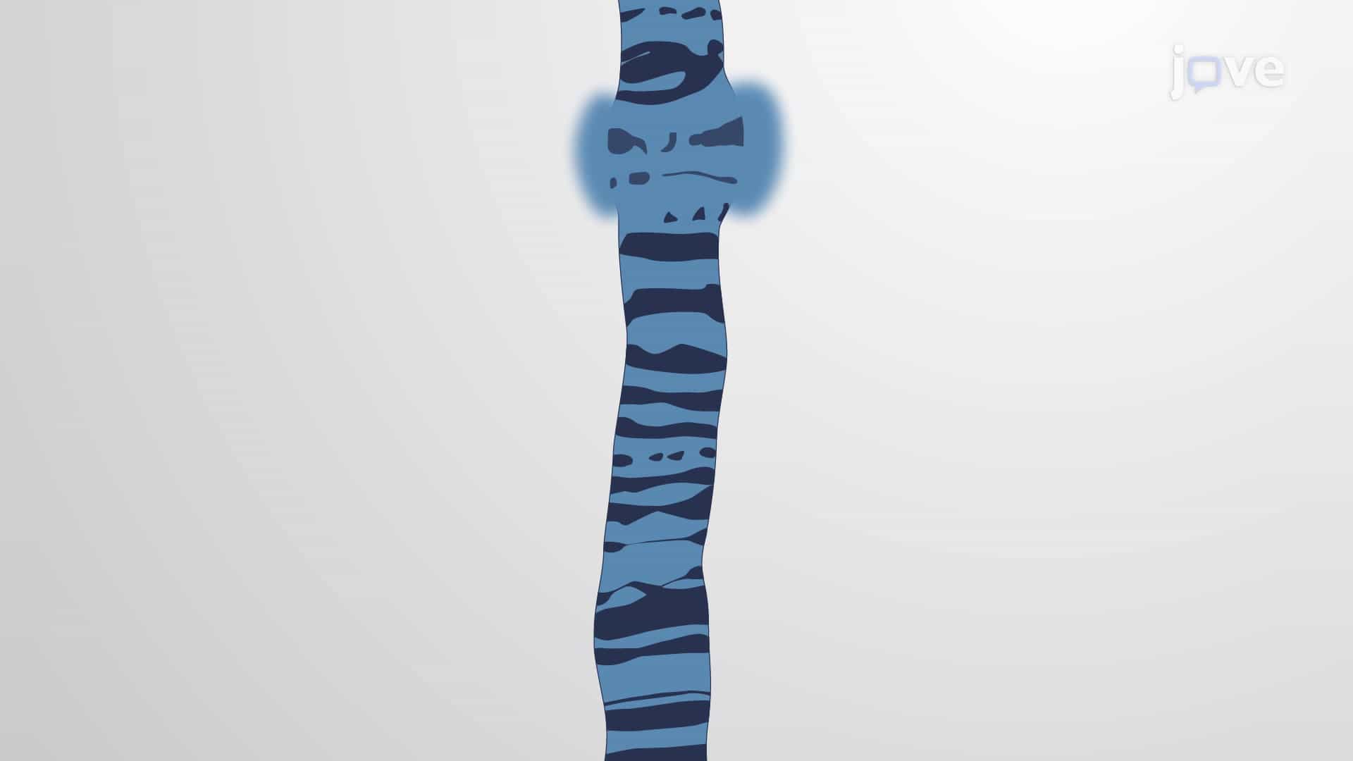 Polytene Chromosomes, Banding Patterns and Puffs