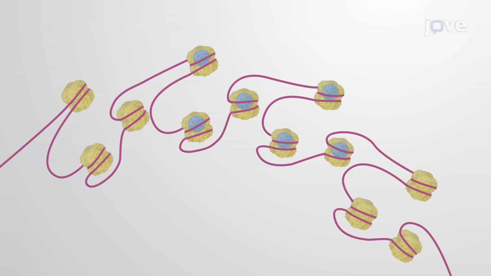 Inheritance of Chromatin Structures: Epigenetic Inheritance