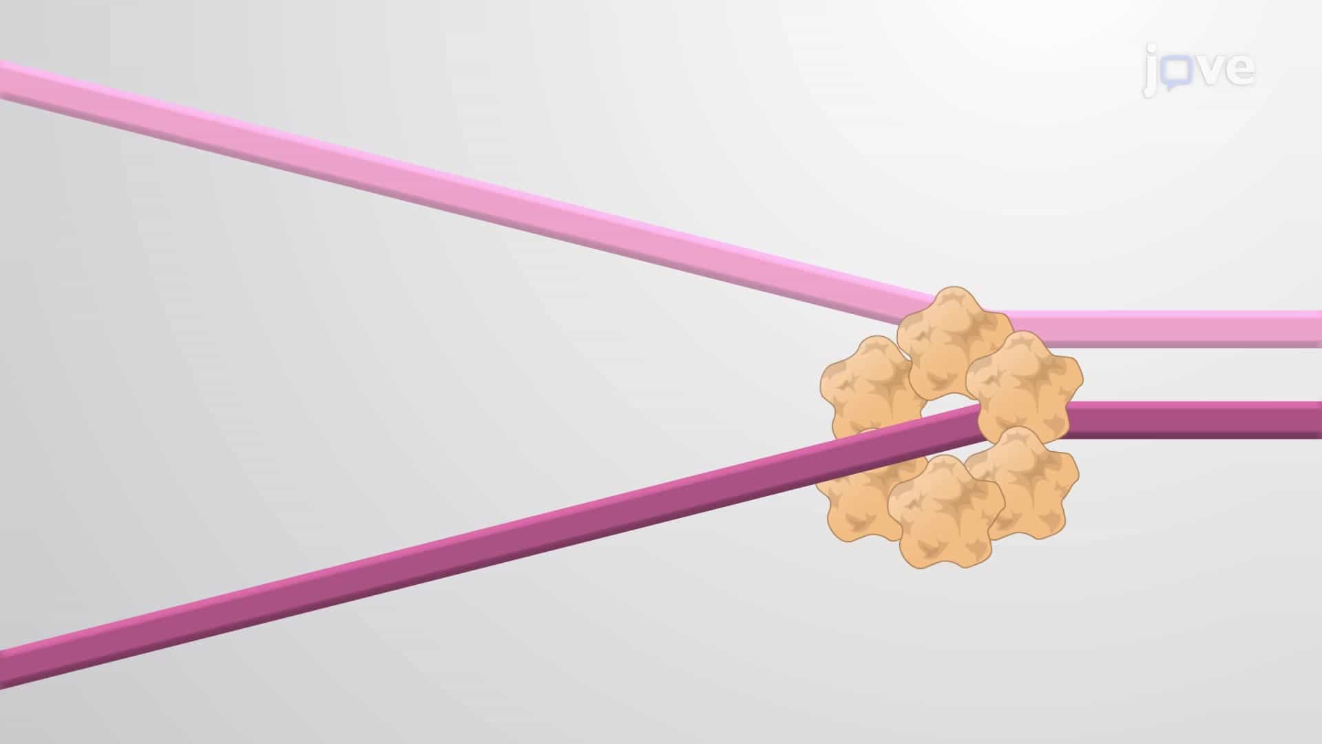 DNA Helicases and Their Application in Therapy