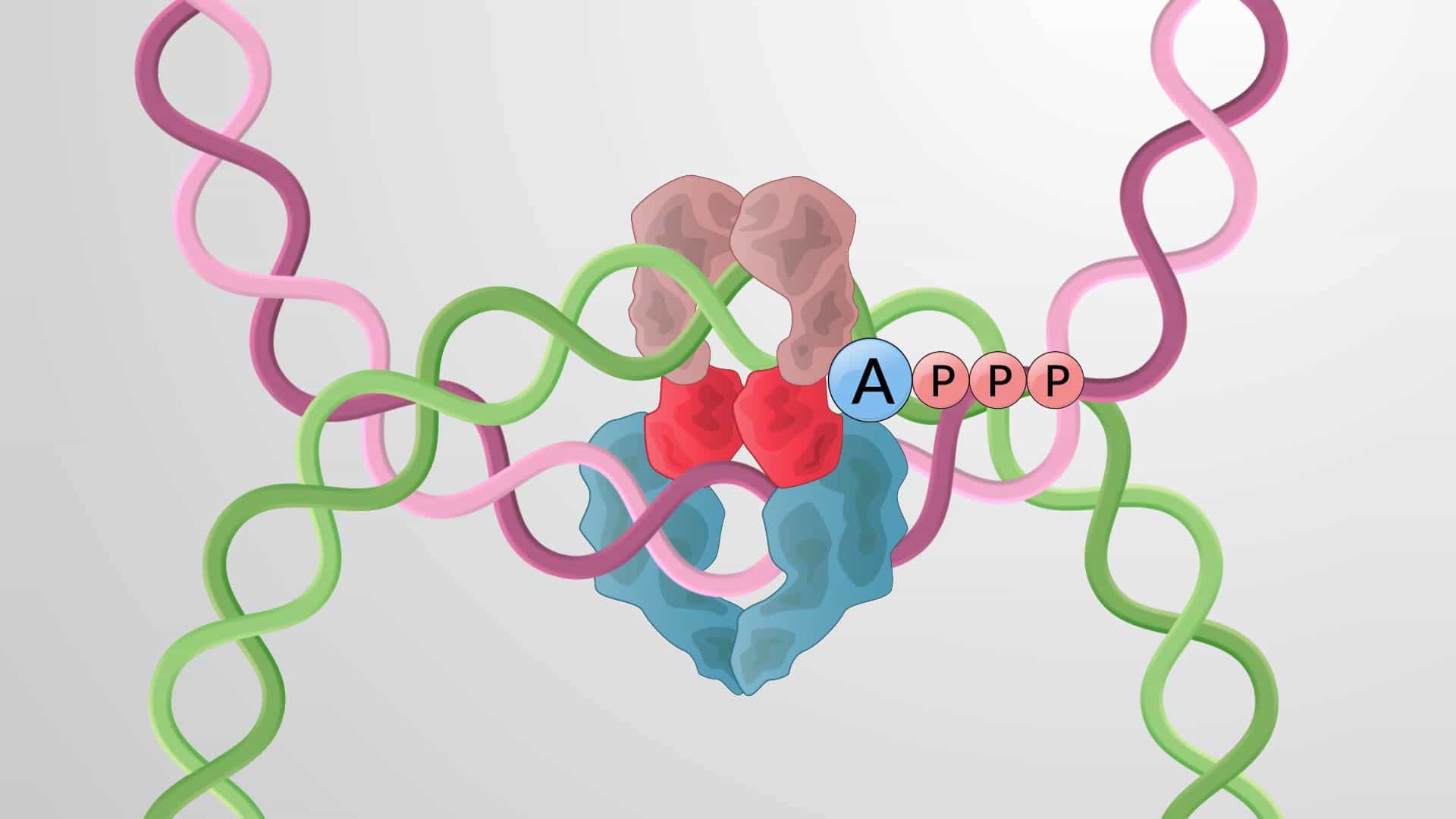 DNA Topoisomerases: Types and Mechanisms