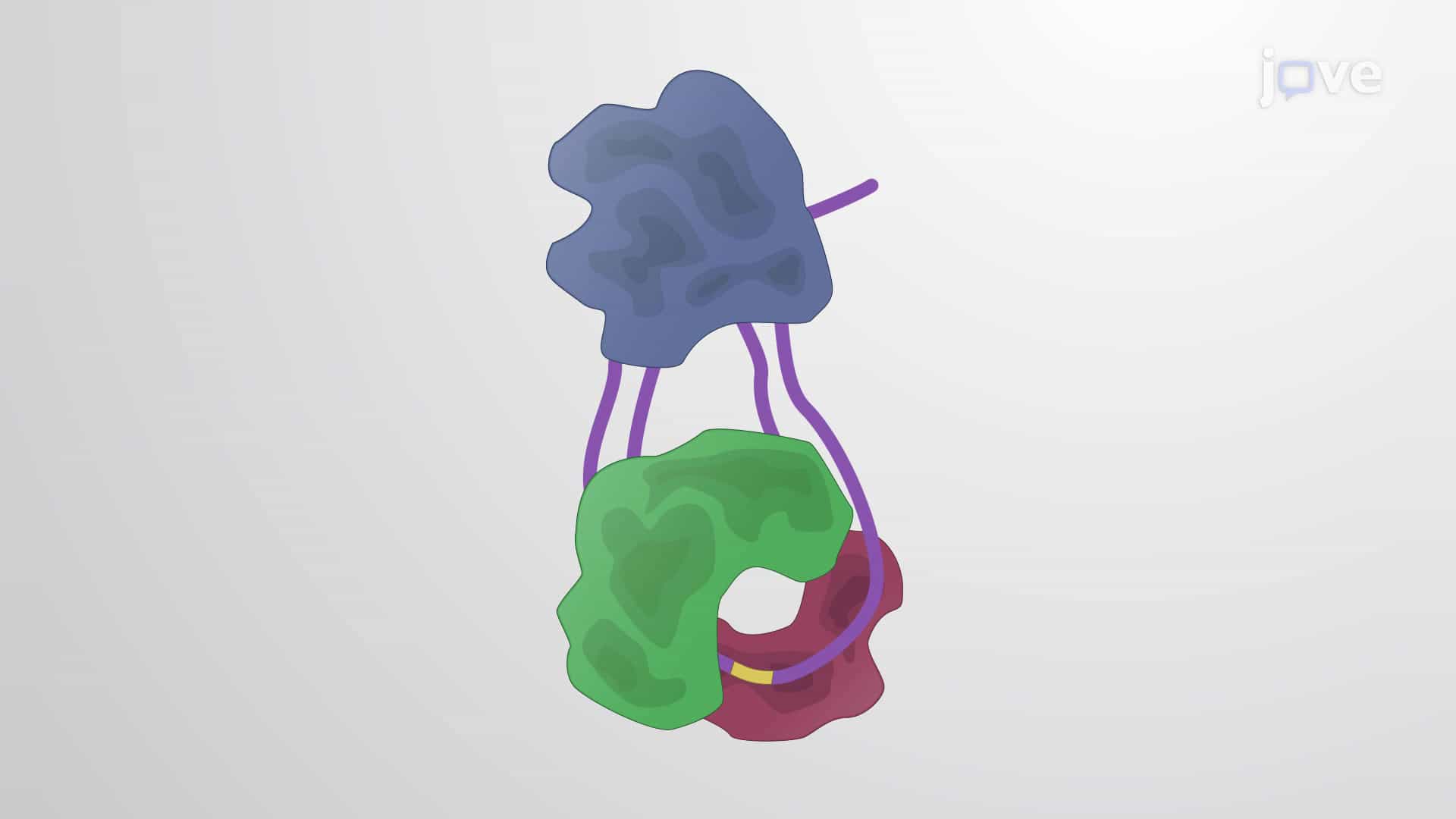 Telomeres,Telomerase and Shelterin