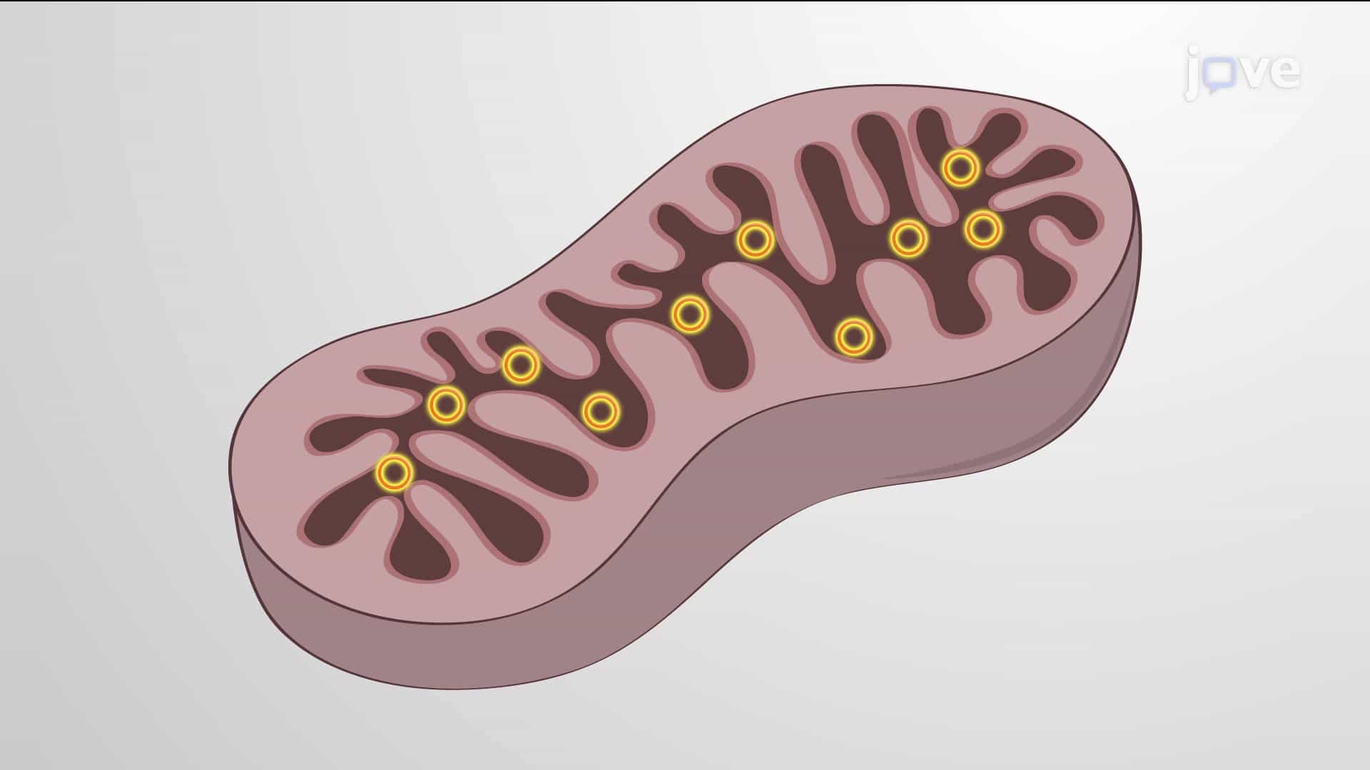 Animal Mitochondrial Genetics and Maternal Inheritance