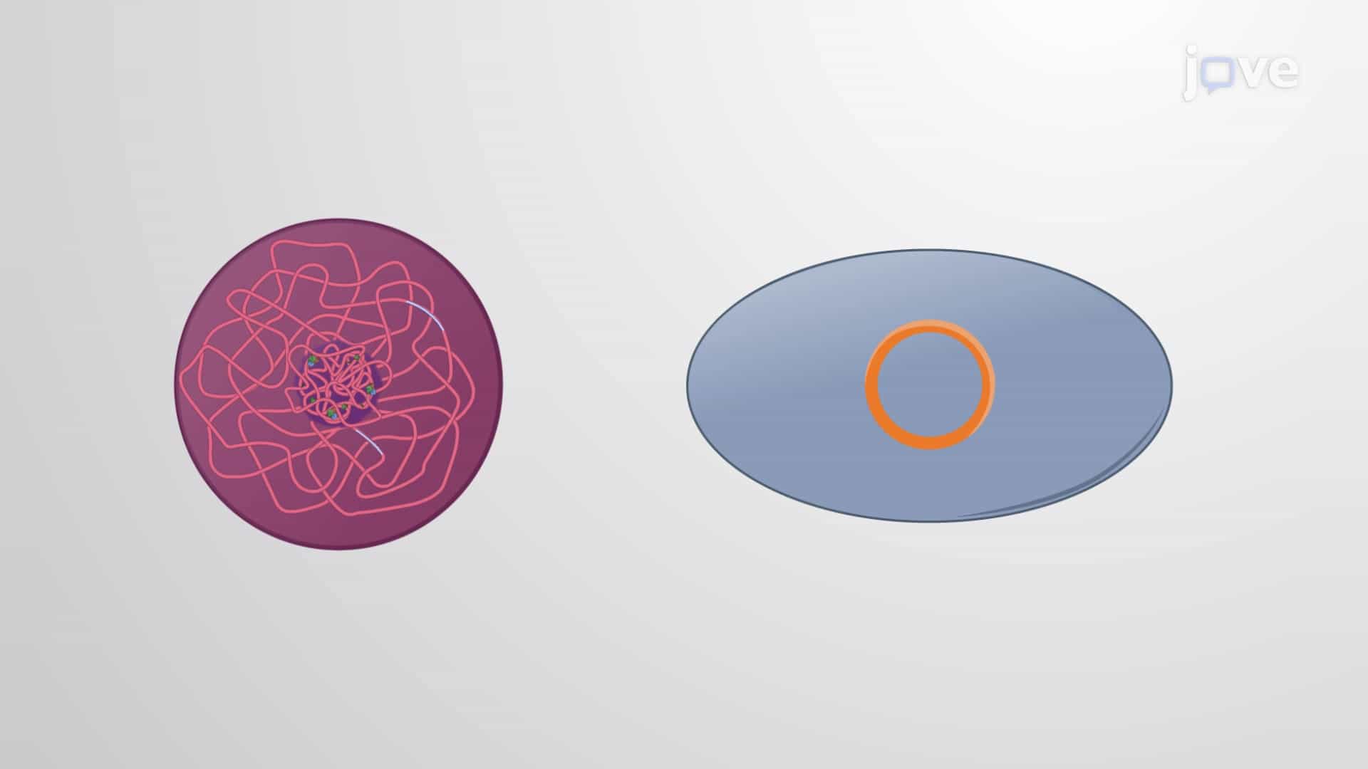 Export of Mitochondrial and Chloroplast Genes