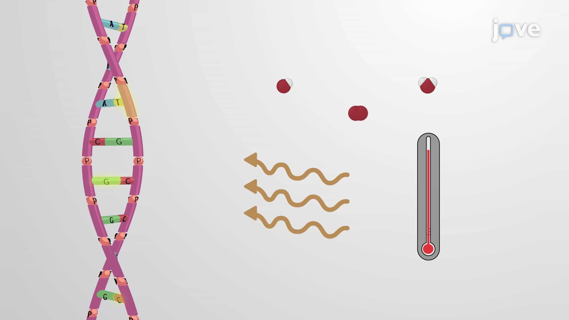 Repair of Damaged DNA