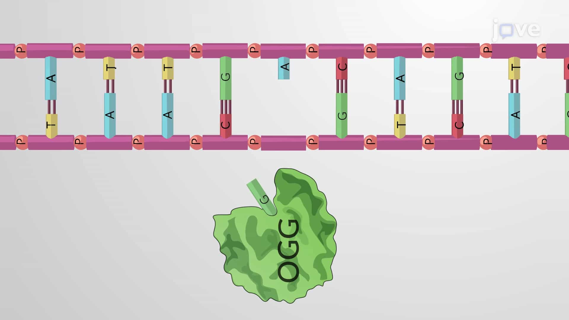 Base Excision Repair BER Pathways