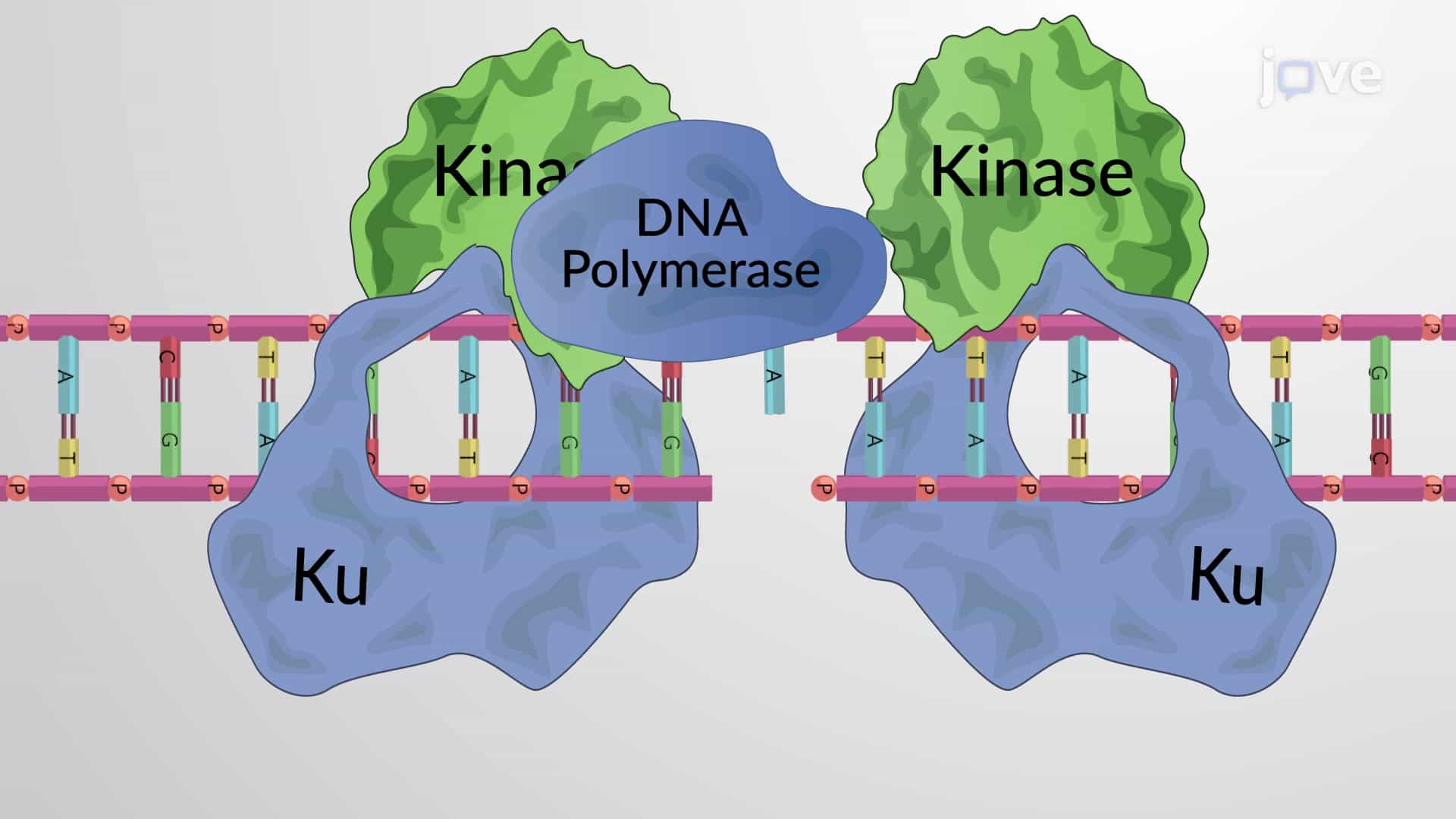 Double-strand Breaks DSB &amp; Nonhomologous End Joining NHEJ