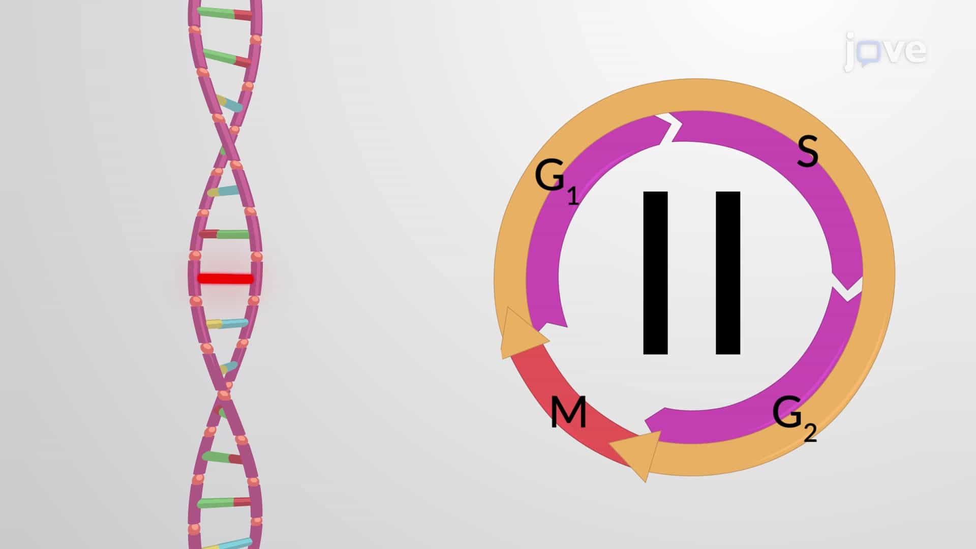 DNA Damage Can Stall the Cell Cycle