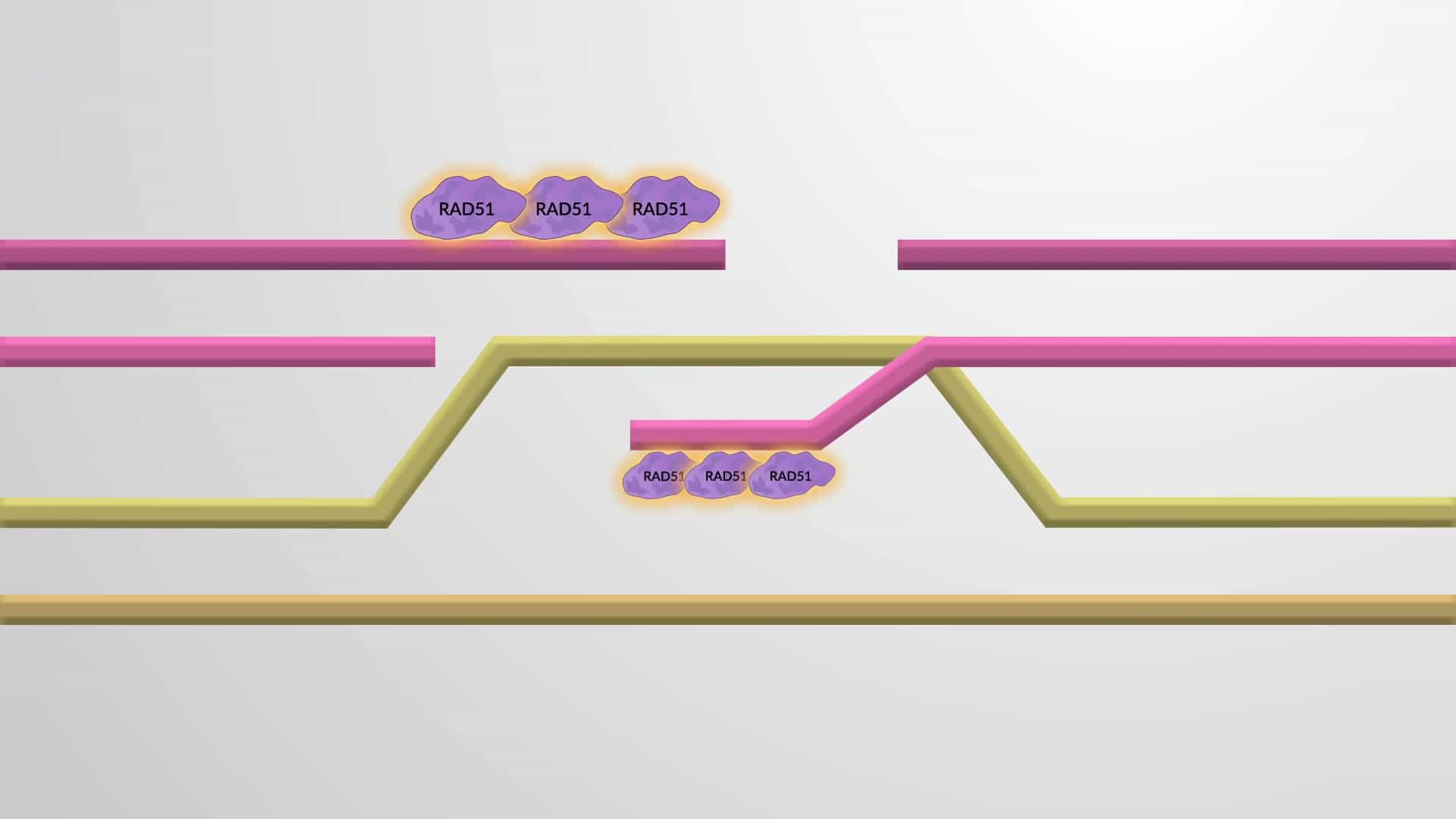 Homologous Recombination and Strand Invasion