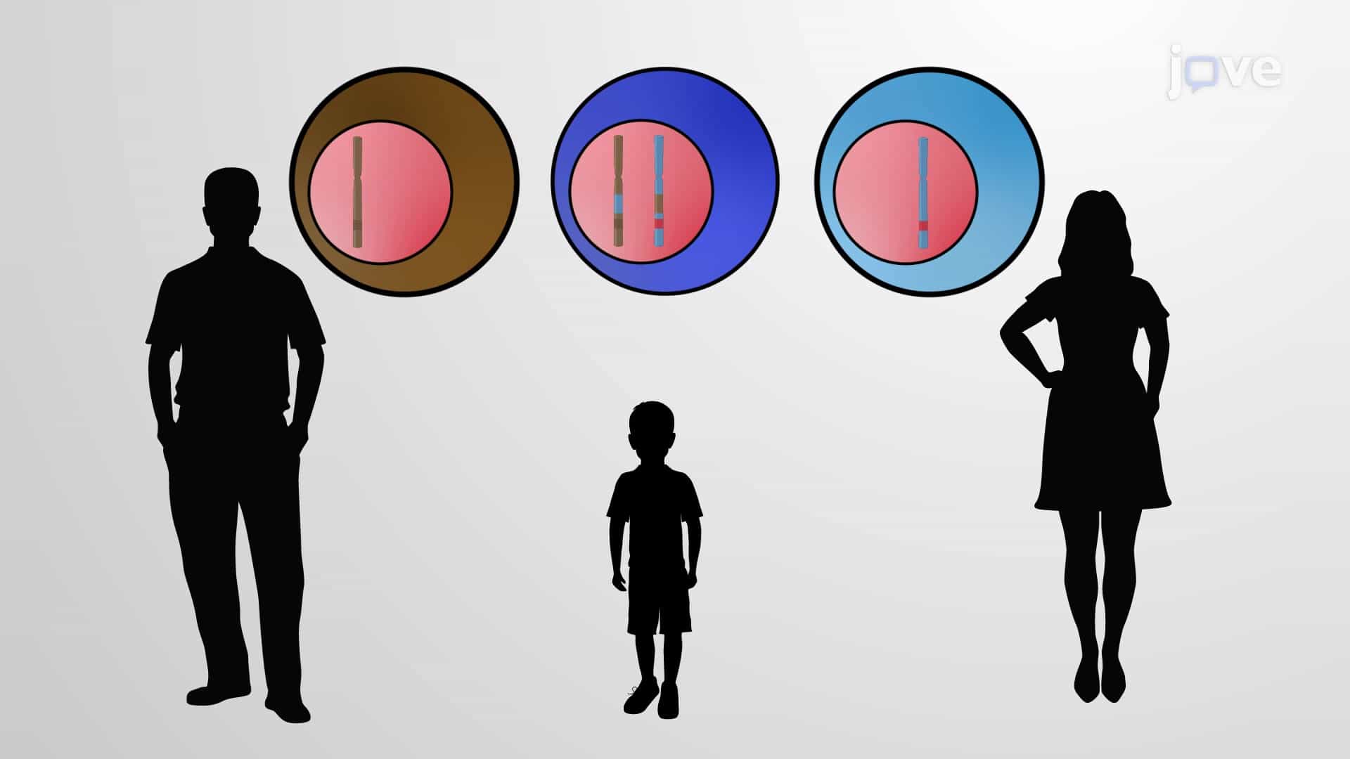 Gene Conversion, Holliday Junctions and Genetic Diversity