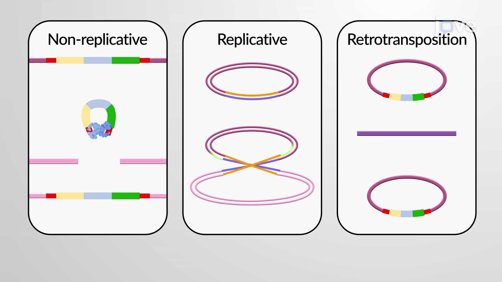 Transposons, Transposition and Recombination