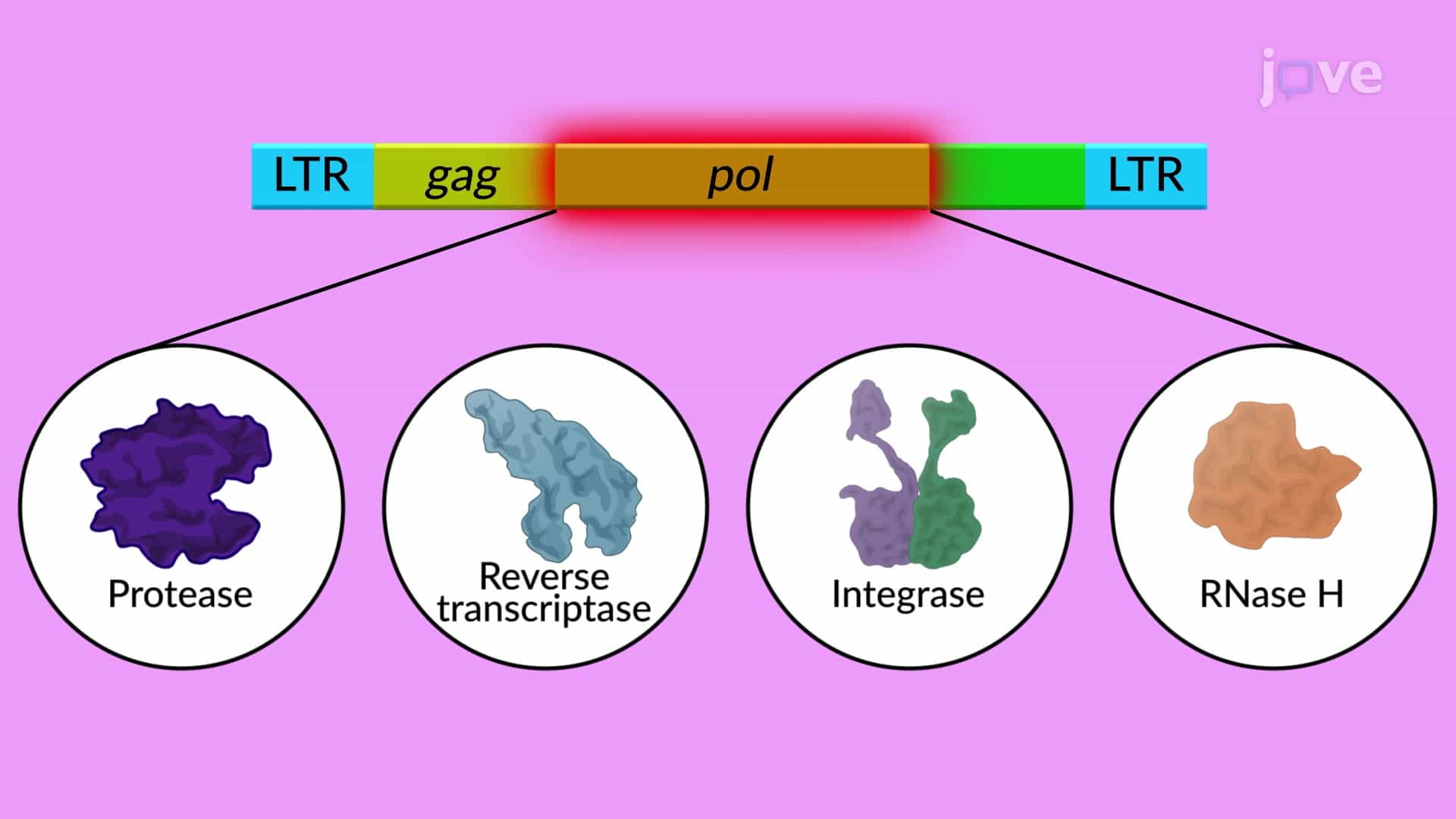 Long Terminal Repeats LTR Retrotransposons