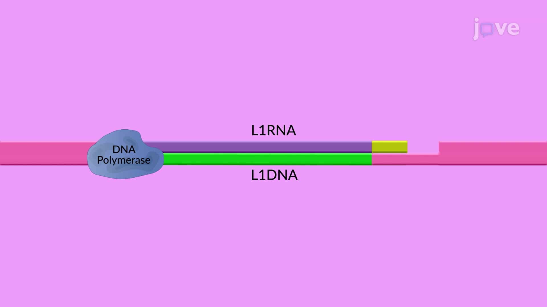 Non-LTR Retrotransposons: LINEs and SINEs