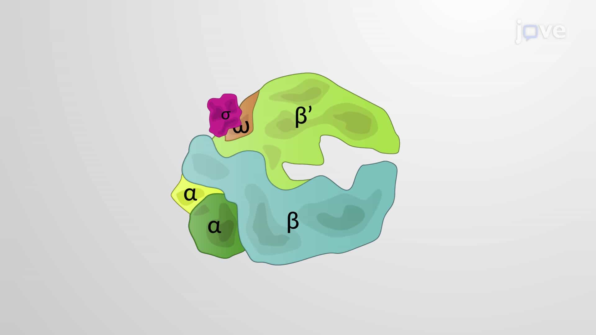 Bacterial RNA Polymerase and Sigma Factor