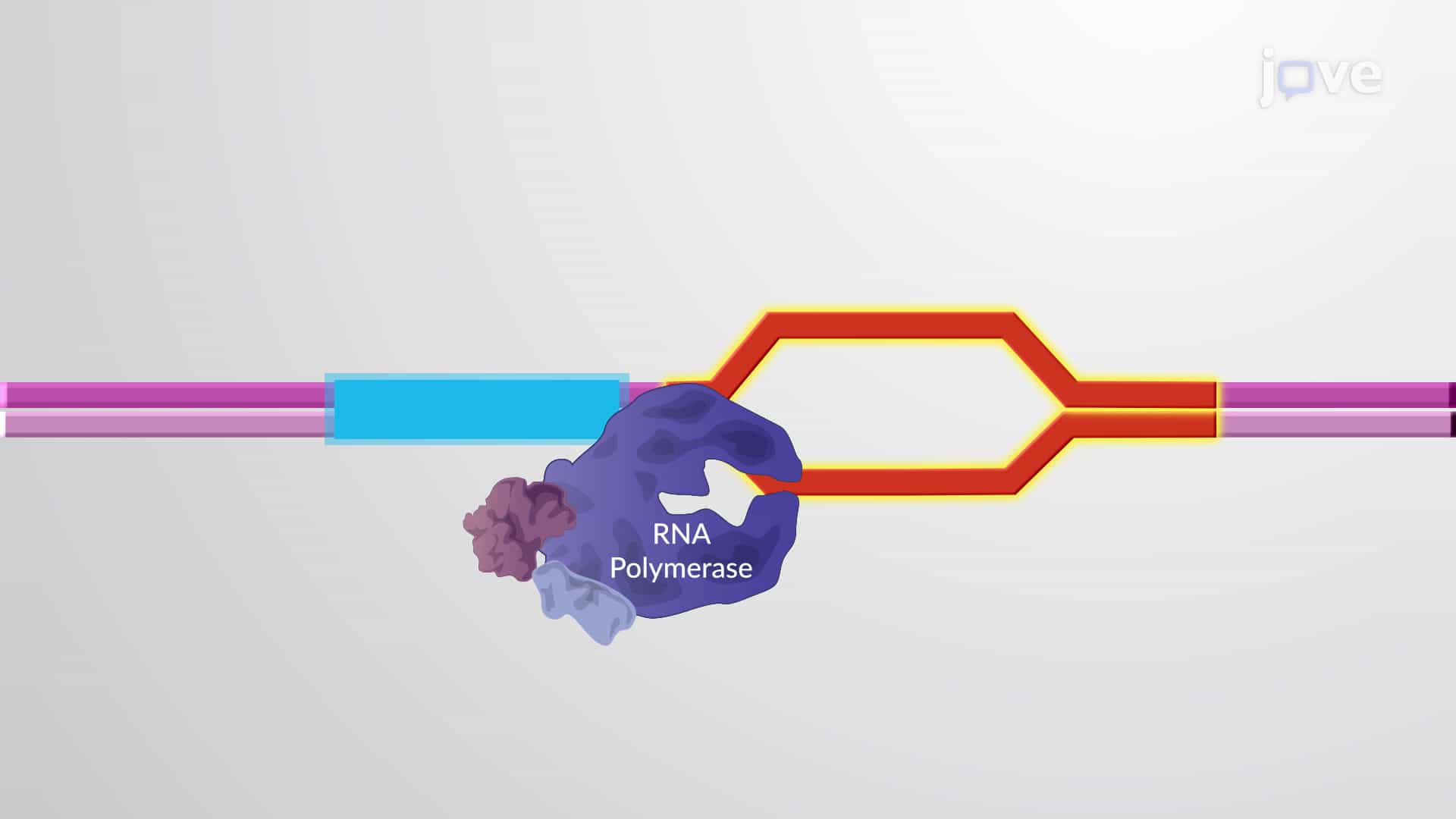 Transcription Elongation Factors &amp; Pausing of RNA Polymerase