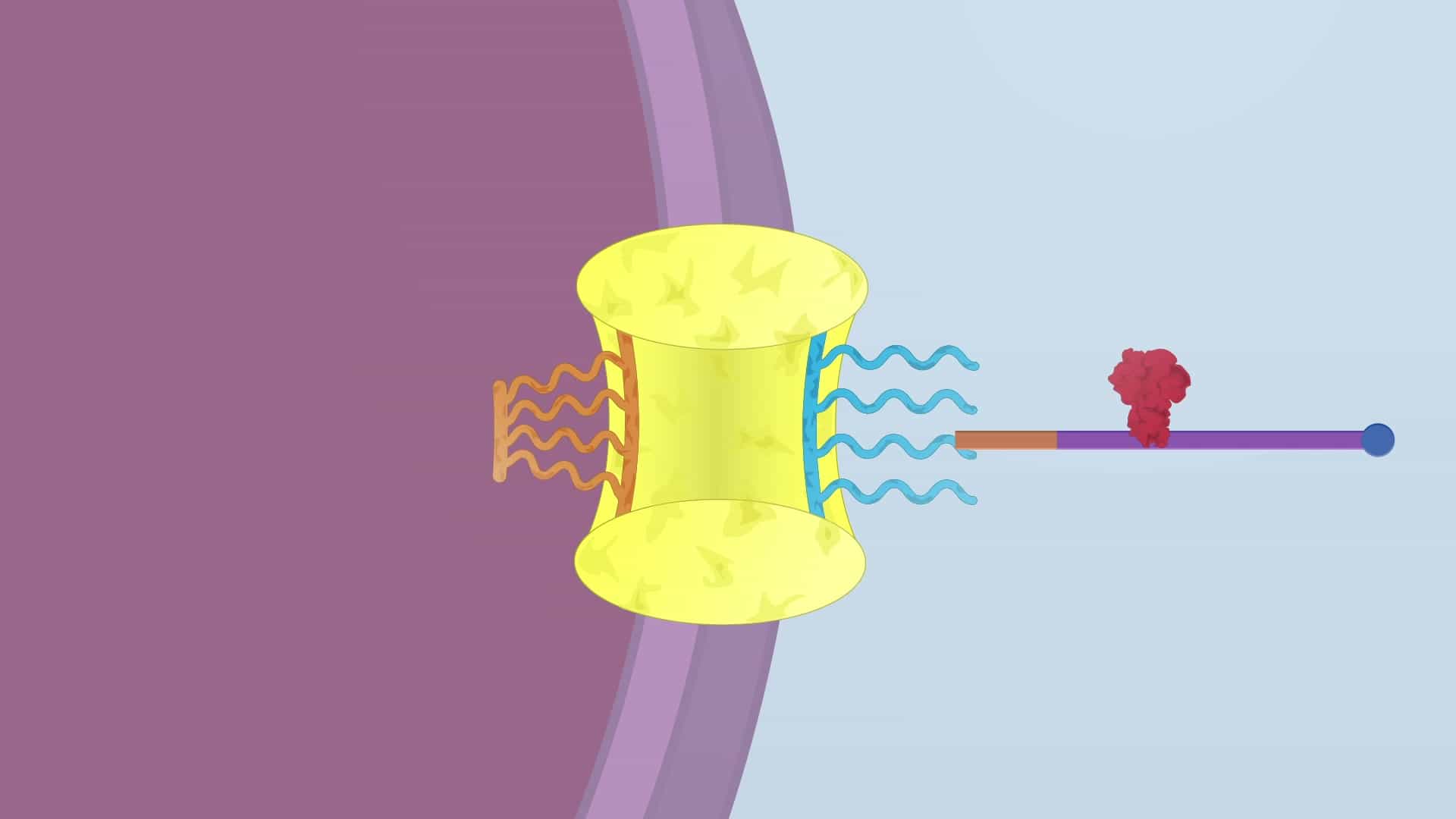 Nuclear Export of mRNA and mRNA Surveillance
