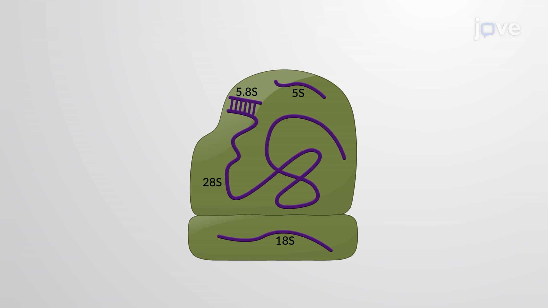 Ribosomal RNA Synthesis: Ribosomal Proteins and Assembly Factors