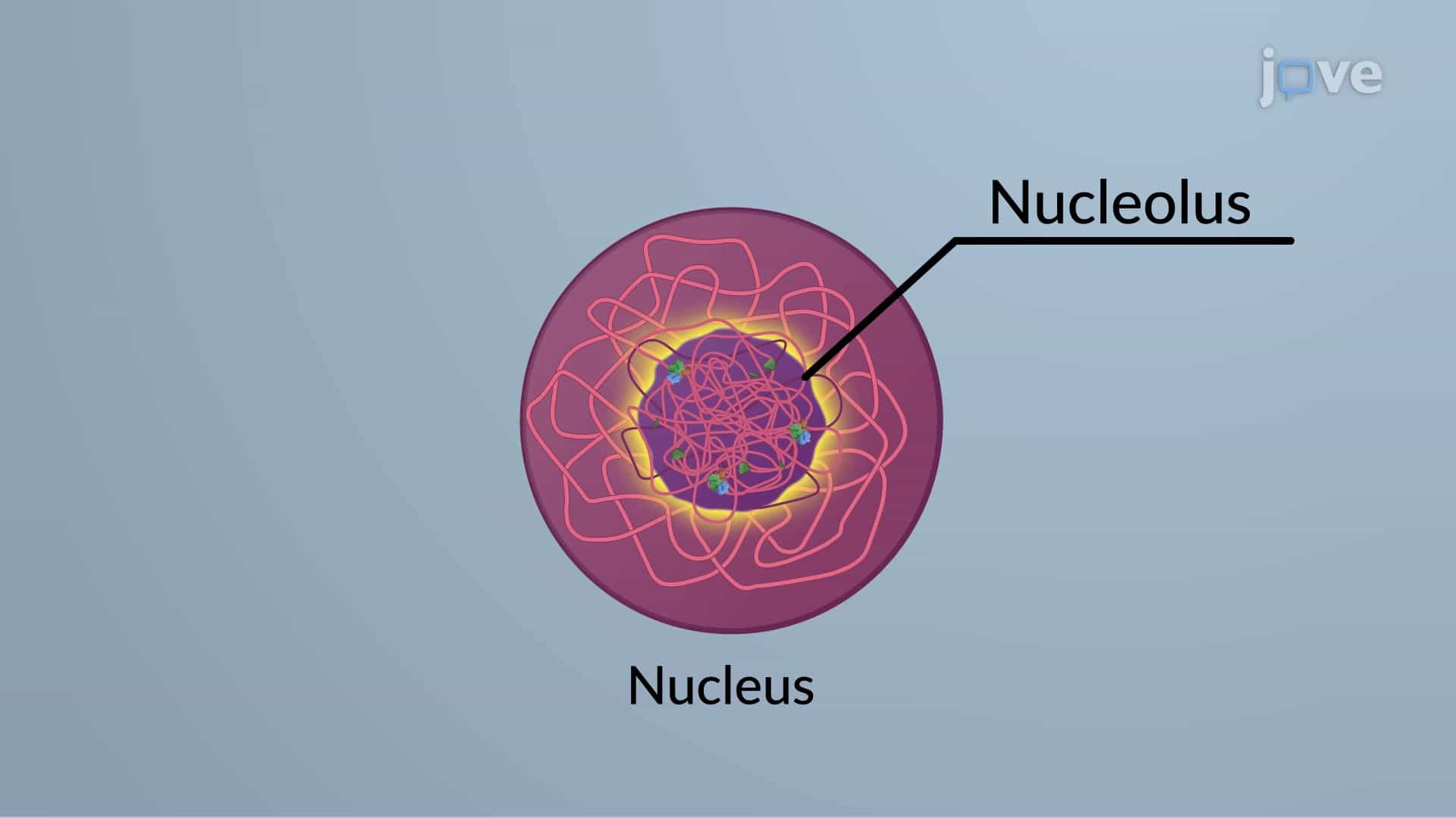 The Nucleolus and Nucleolar Organizer Regions or NORs