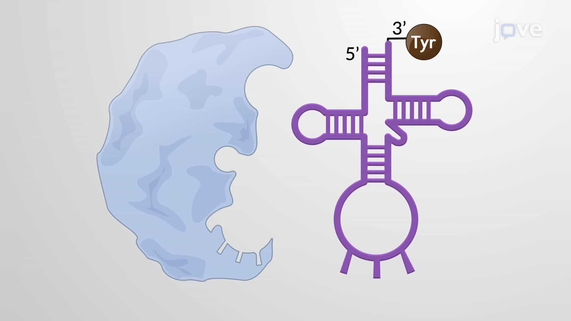Aminoacyl-tRNA Synthetases and tRNA Activation