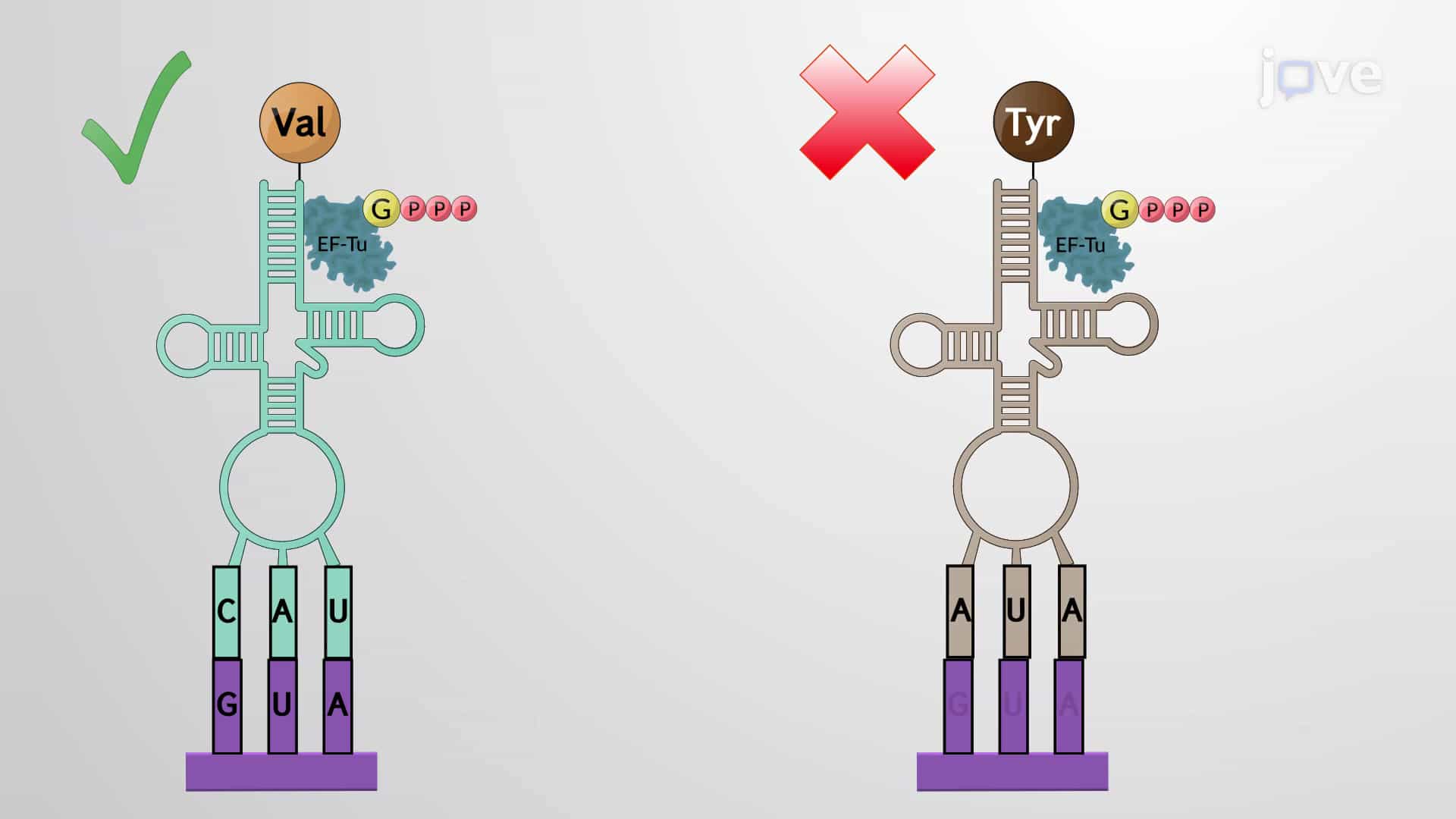 Translational Accuracy: Peptidyl Transferase Center &amp; Kinetic Proofreading