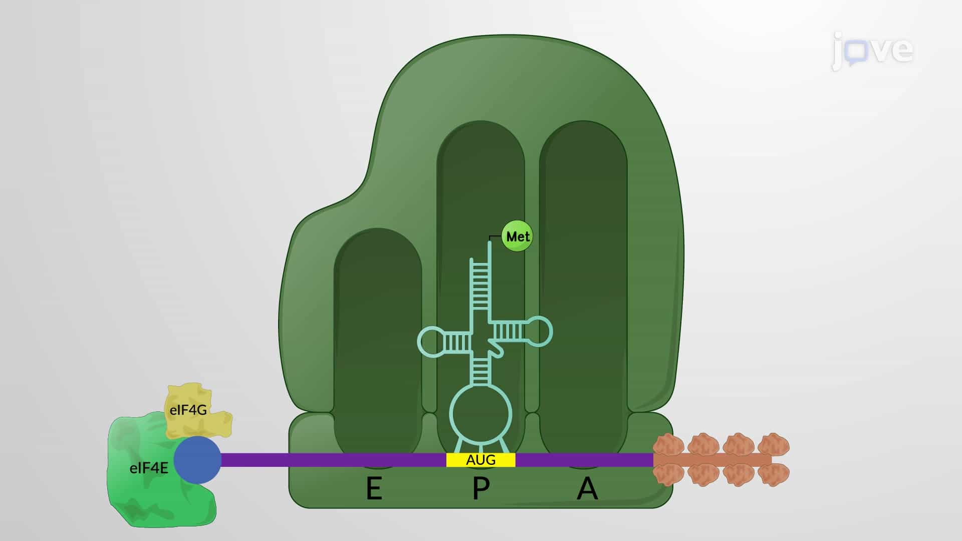 Initiation of Translation and Initiation Factors