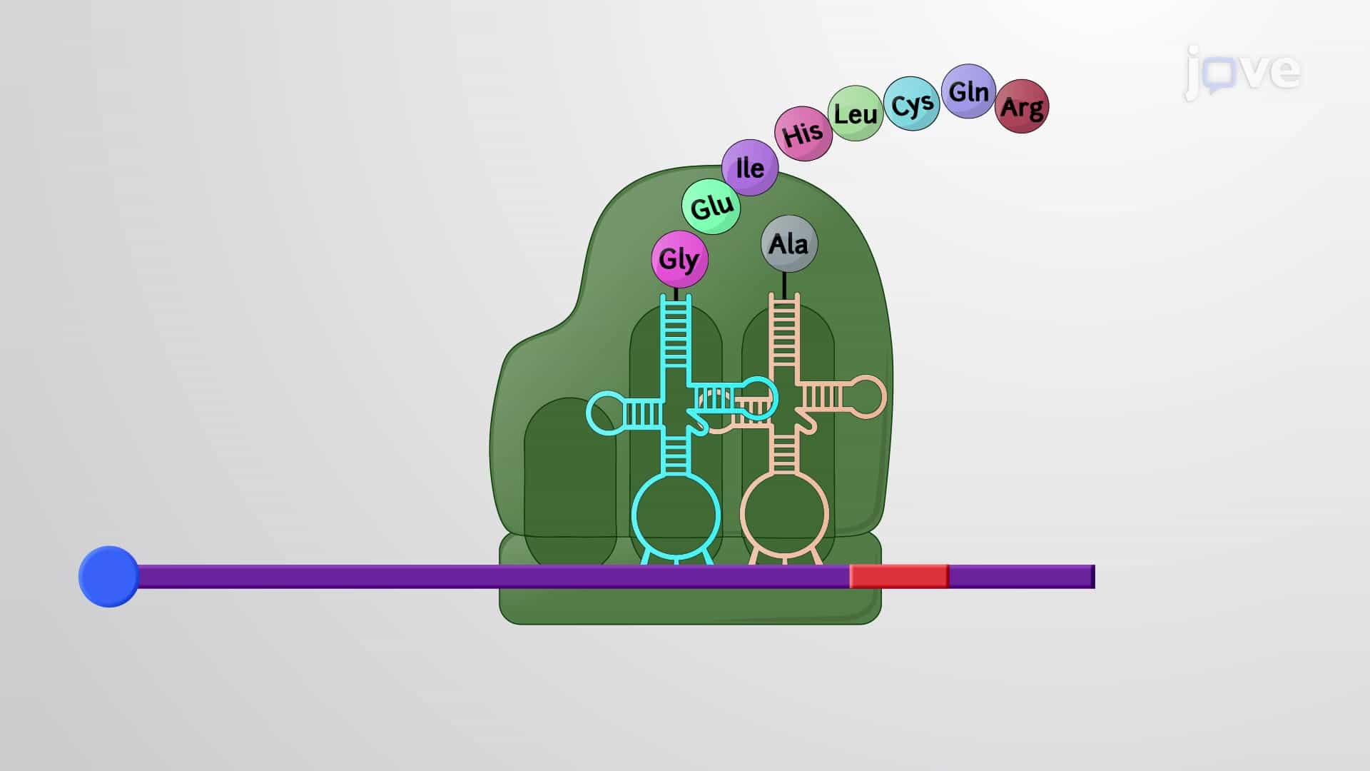 Termination of Translation and Peptide Exit Tunnel