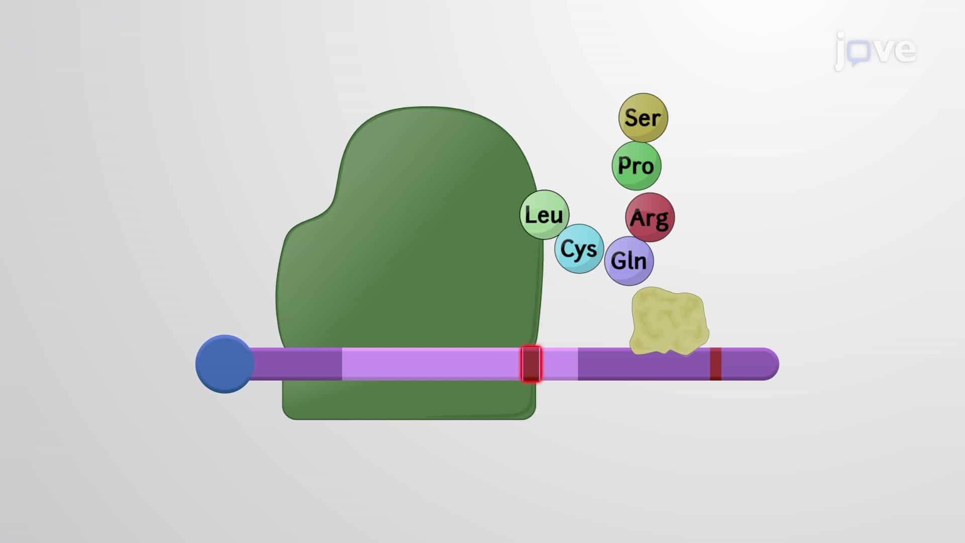 The Upf Proteins and Nonsense-mediated mRNA Decay