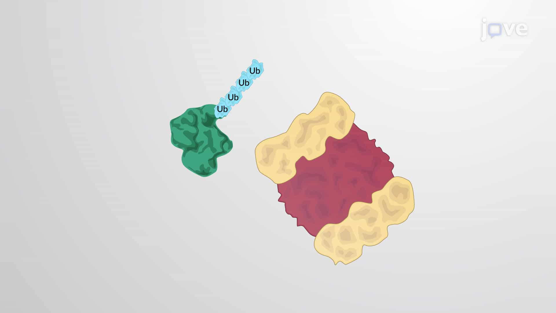 The Ubiquitin-Proteasome Pathway