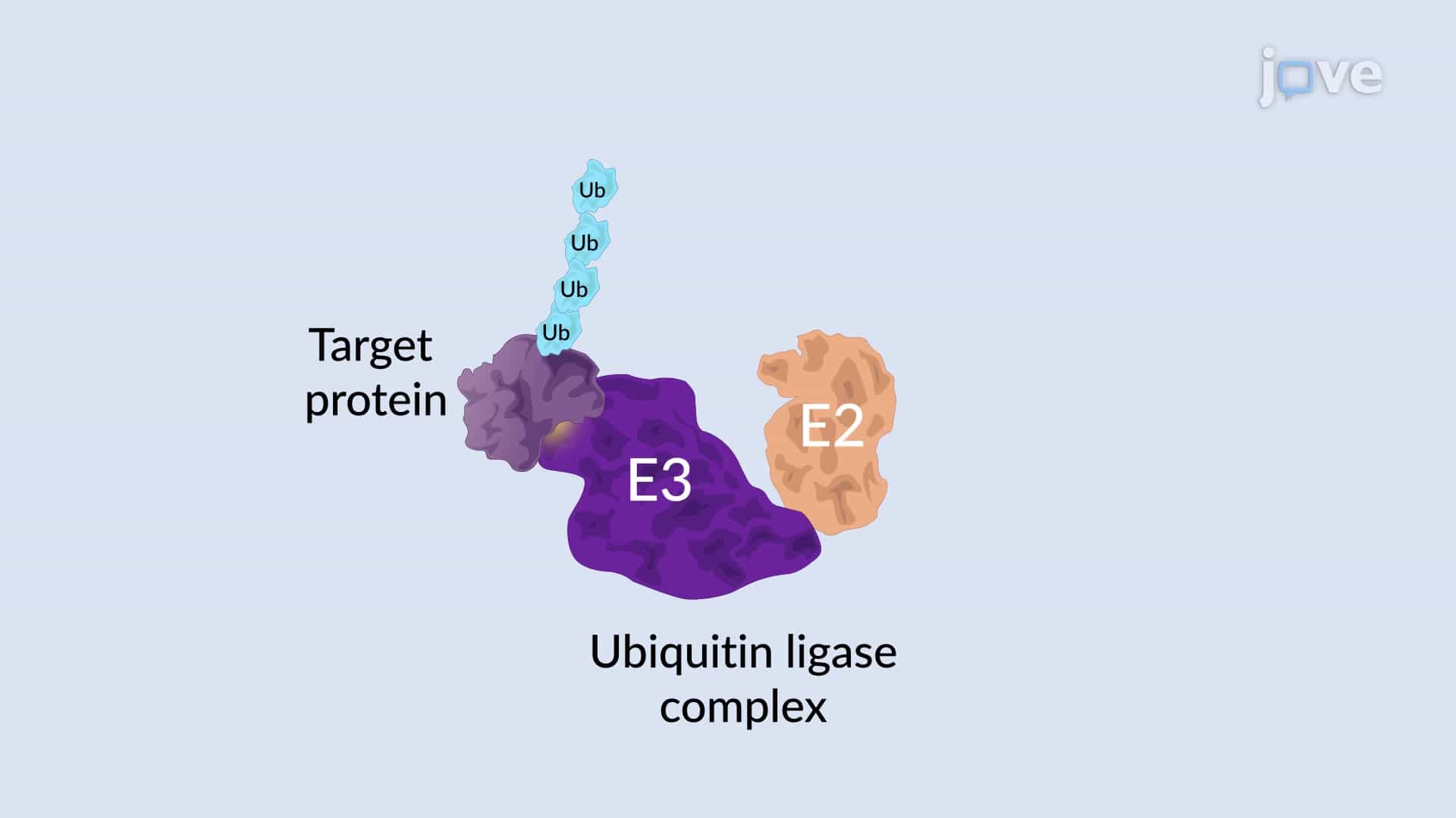 Regulated and Targeted Protein Degradation