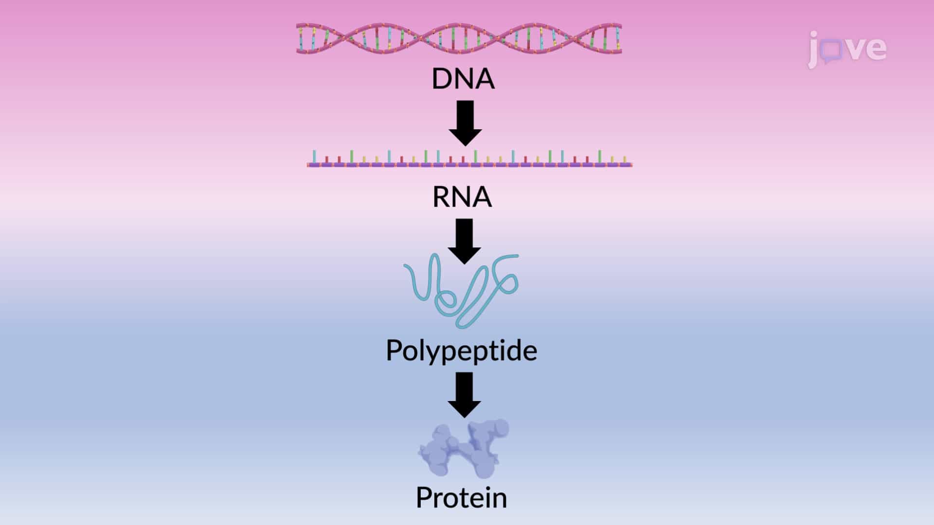 Proteins: From Genes to Degradation
