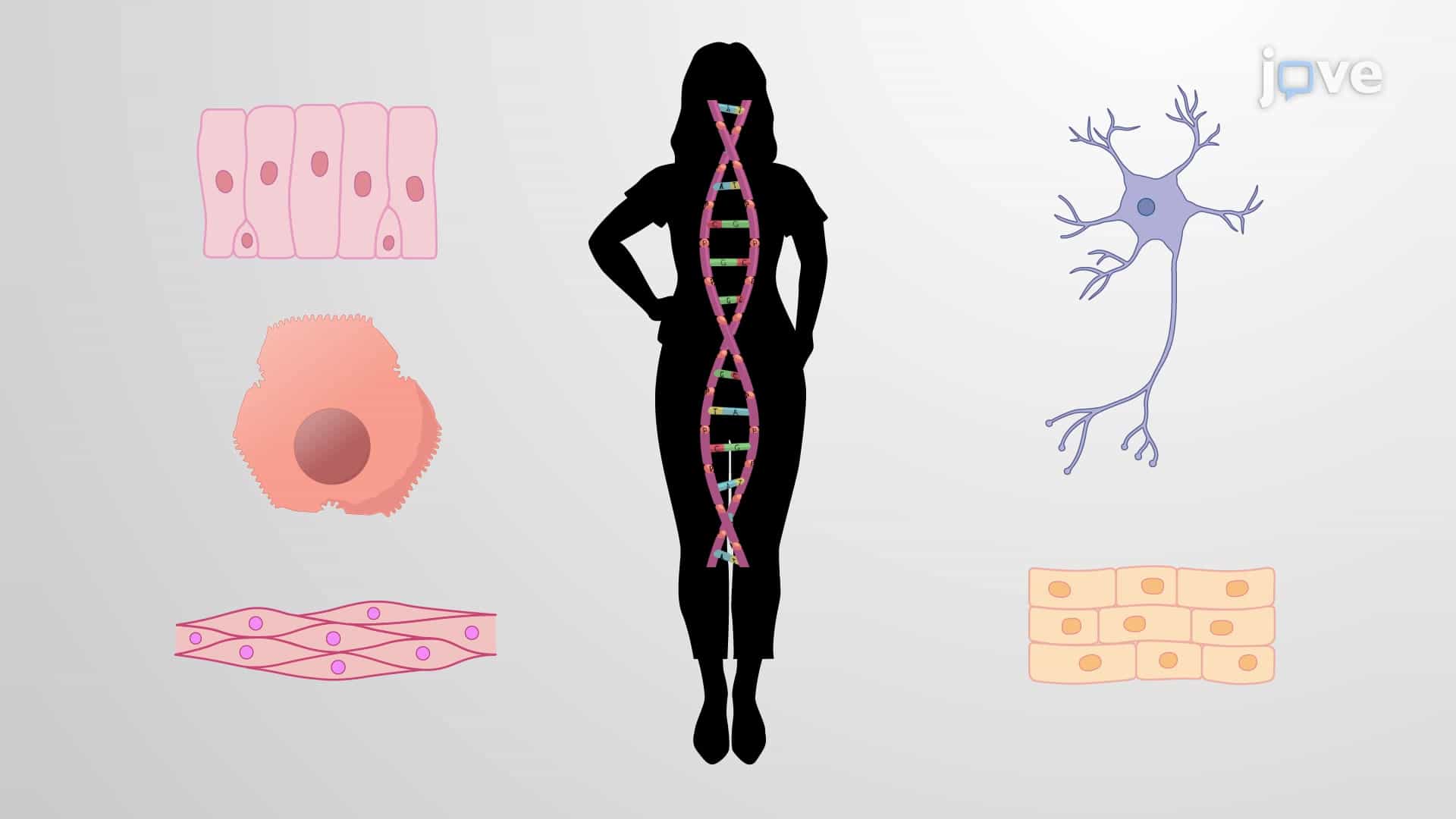 Cell-Specific Gene Expression