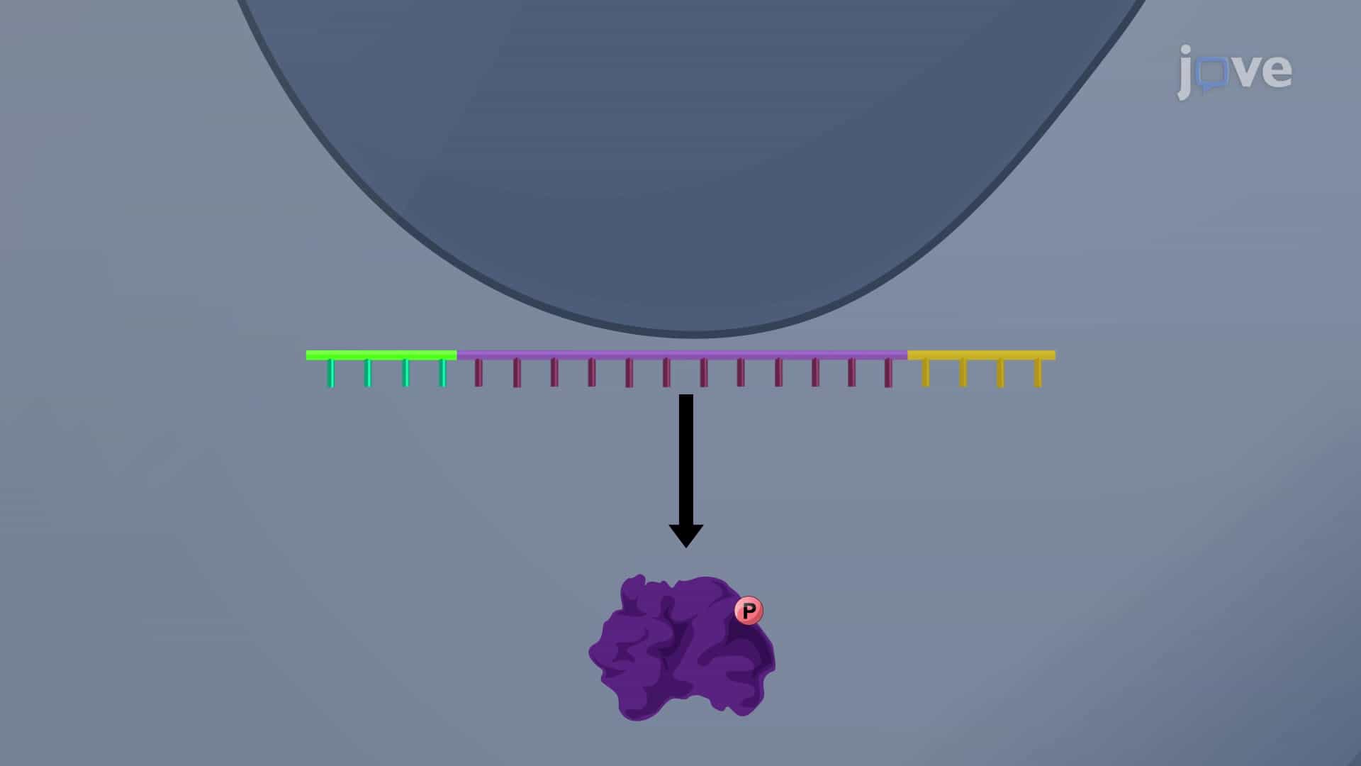 Regulation of Expression during Transcription and Translation