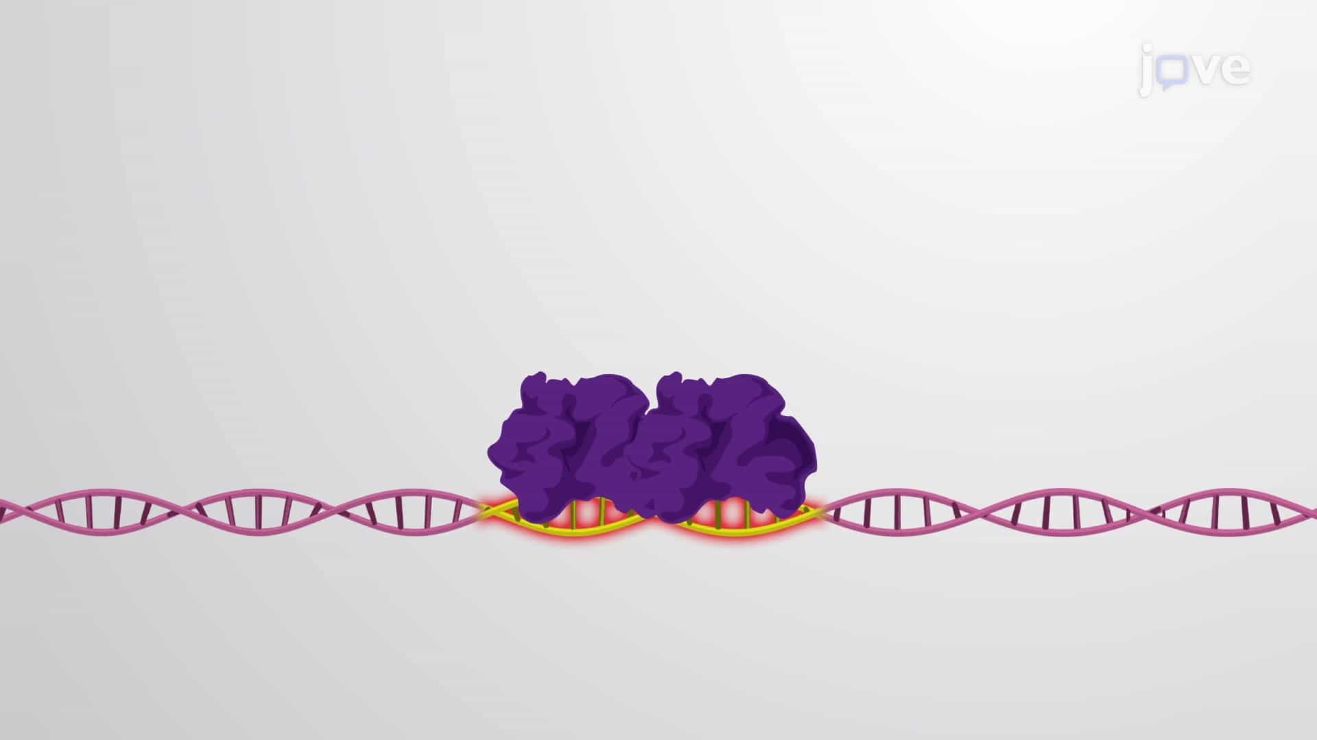 Cooperative Binding of Transcription Regulators