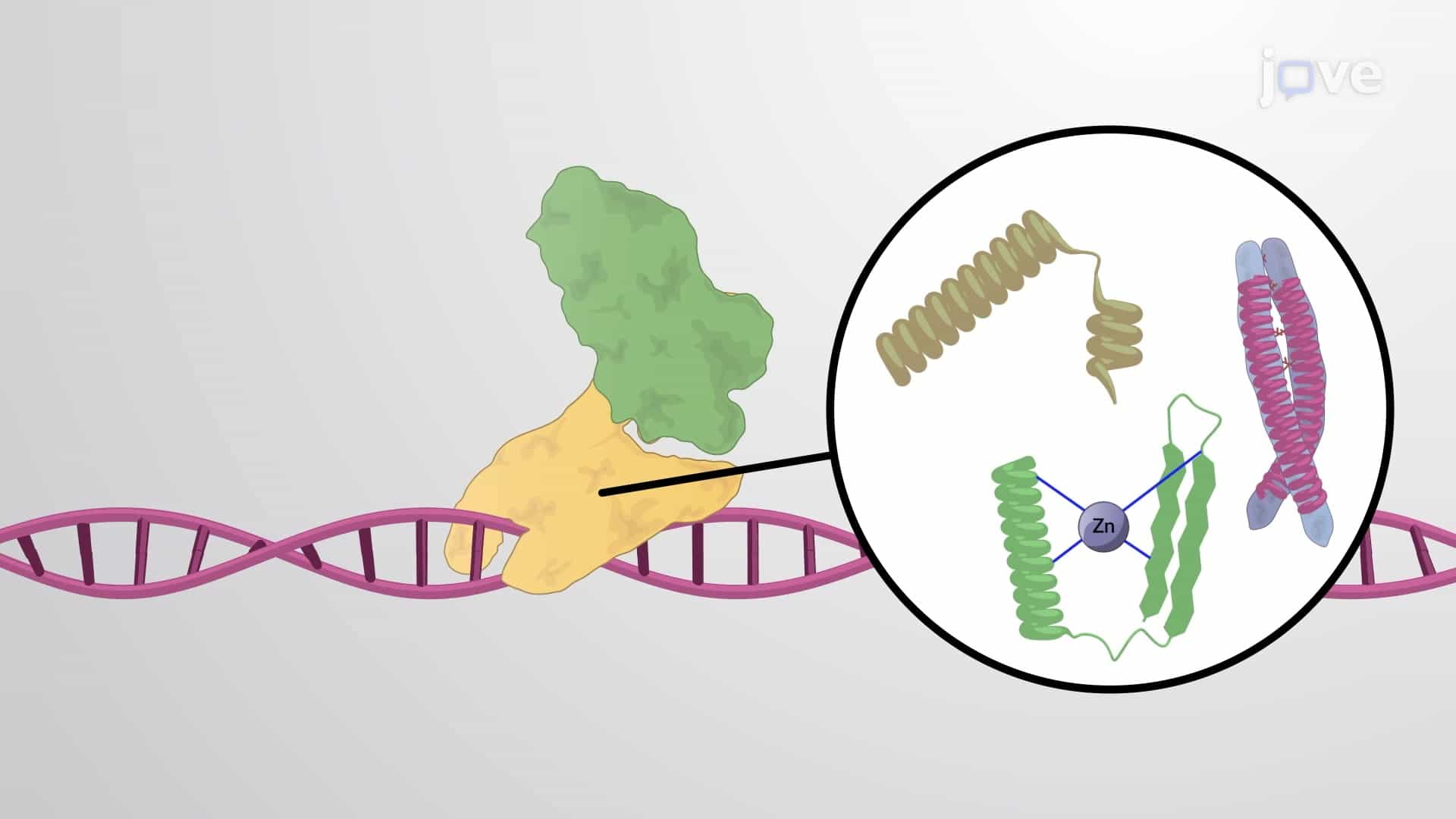 Eukaryotic Transcription Activators and Pre-initiation Complex