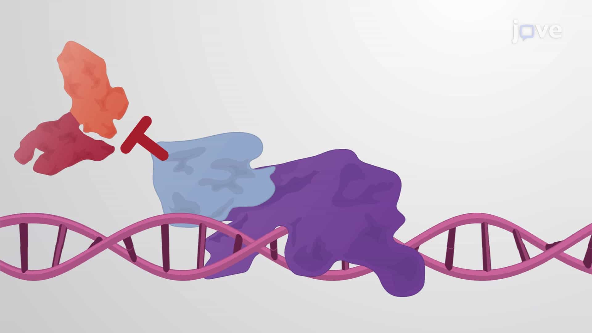 Eukaryotic Transcription Inhibitors: Inhibiting DNA Binding, Blocking Ativation &amp; Gene Silencing