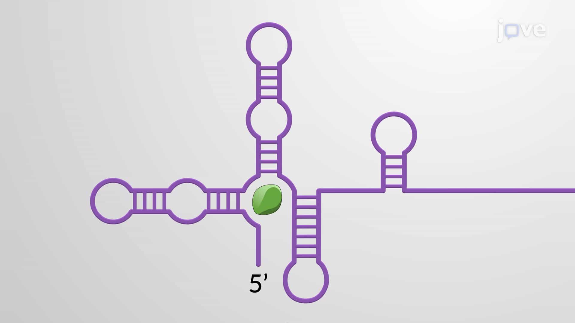 Riboswitches: Non-coding mRNA Domains