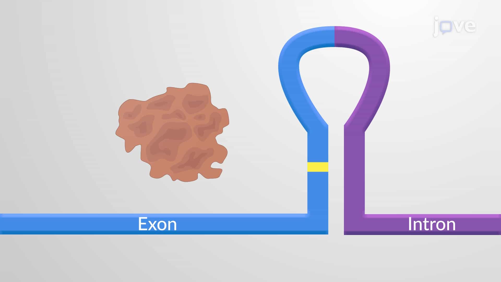 RNA Editing: Post-transcriptional Base Insertion, Deletion or Modification
