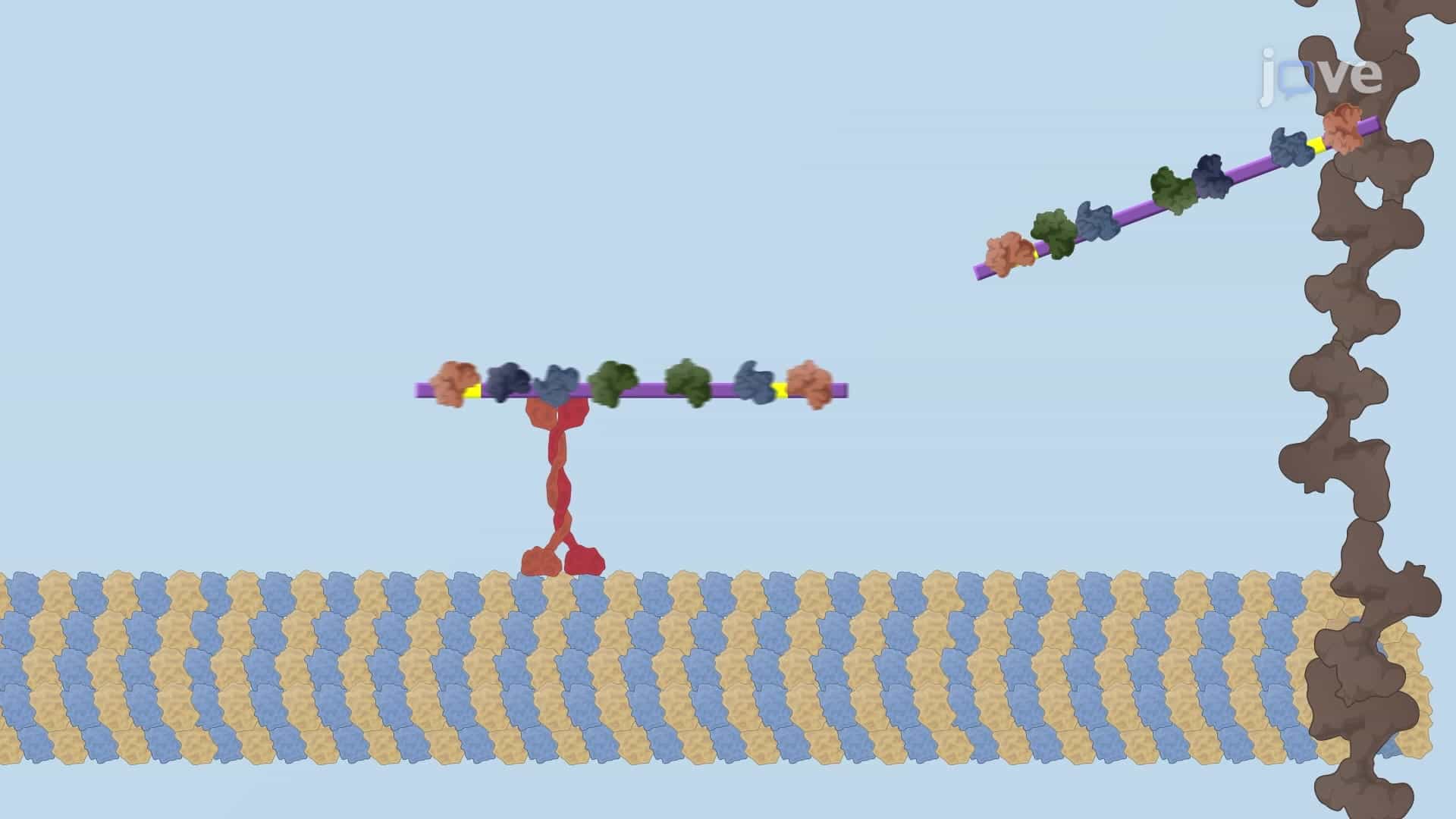 mRNA Transport in Cytoplasm for Protein Synthesis