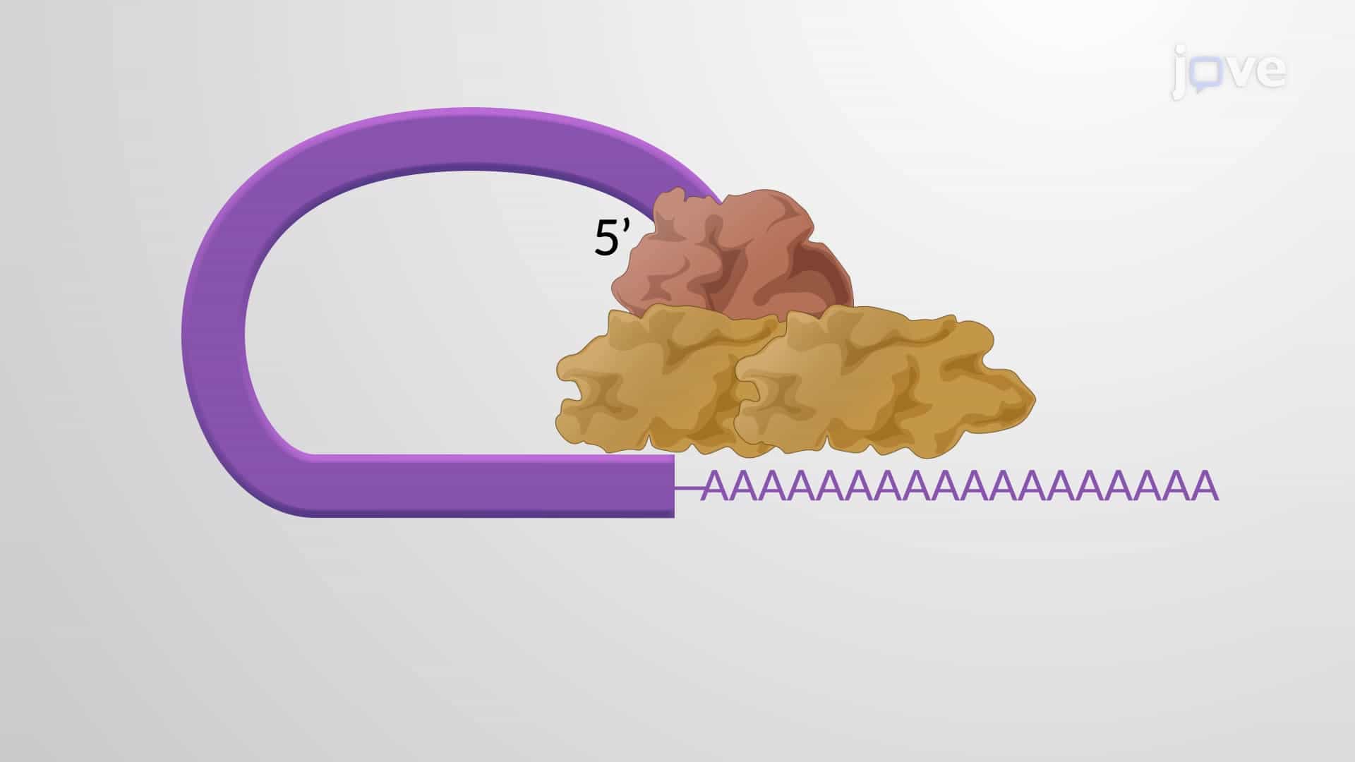 Cis-acting Elements in mRNA stability and Gene Expression
