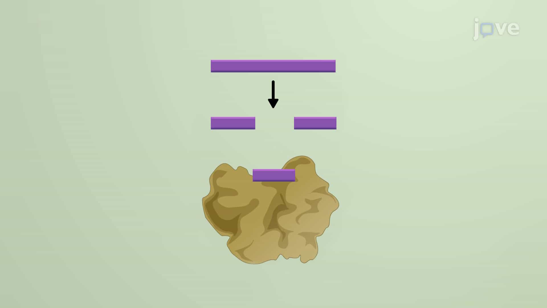 piRNA - Piwi-interacting RNAs: Silencing Transposable Elements