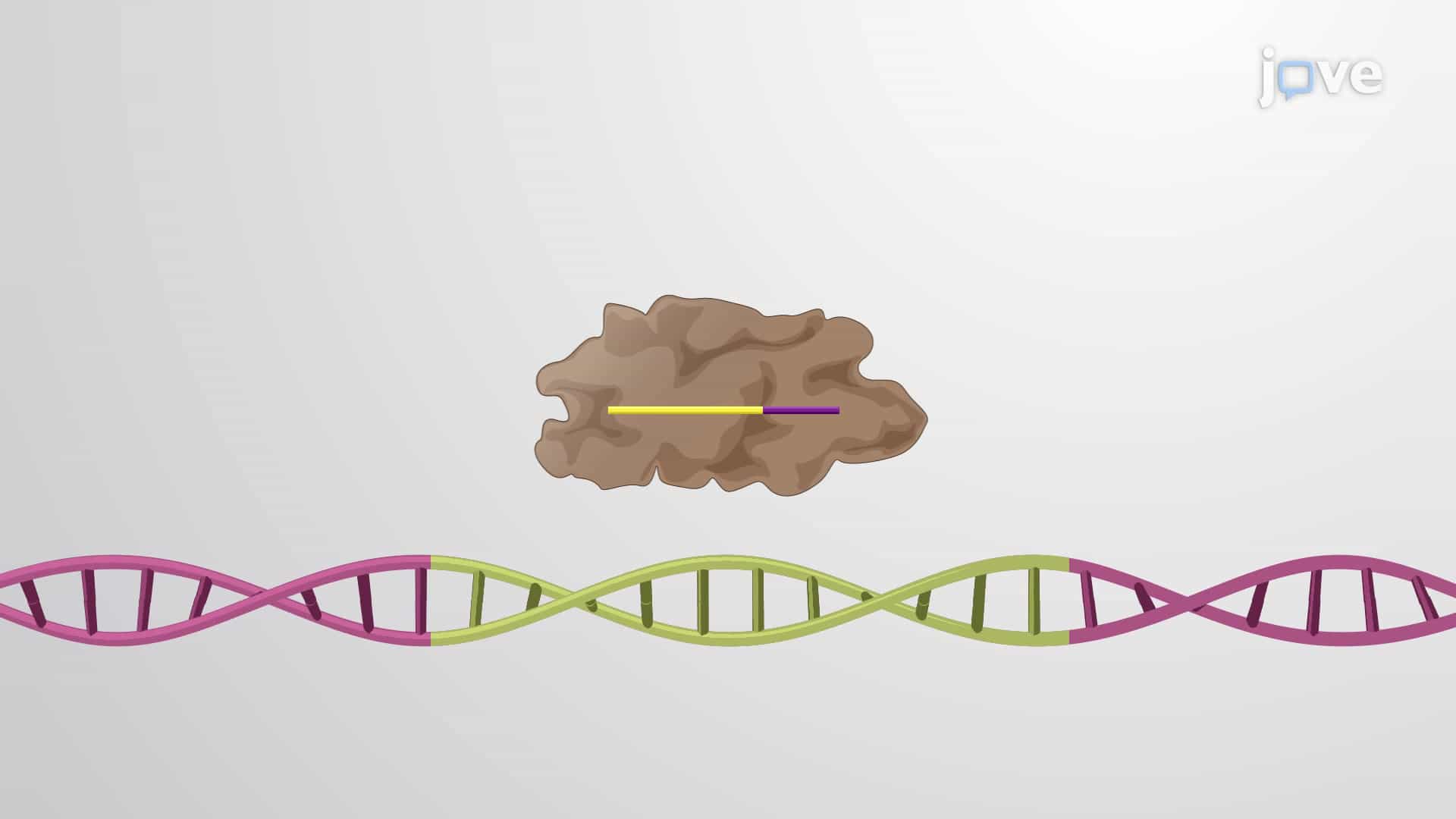 CRISPR and Pre-CRISPR RNA crRNAs