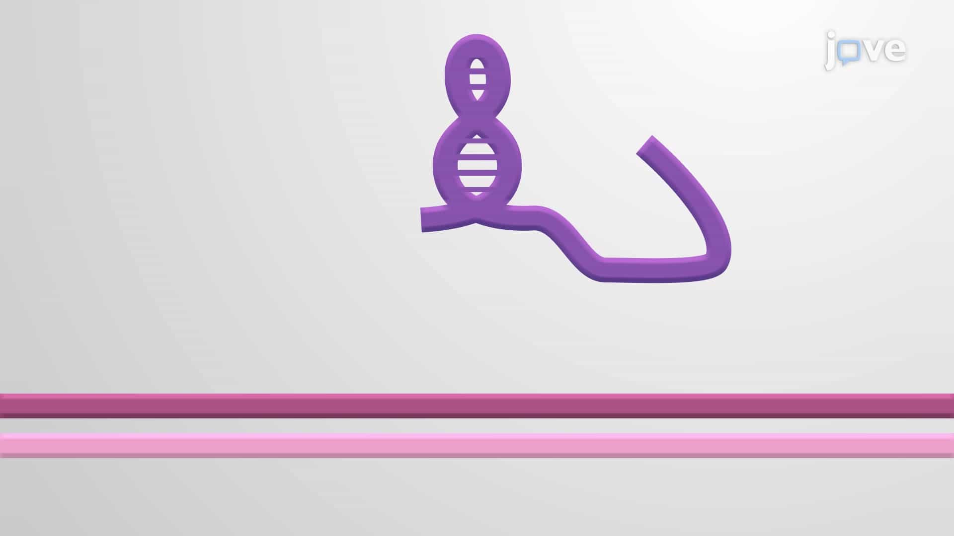 Long Non-coding RNAs: Chromatin Modification, Cell Differentiation &amp; Immune Response