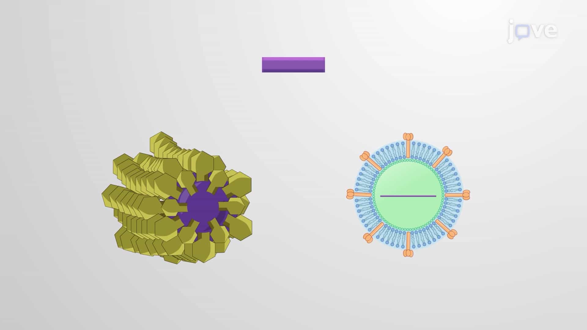 Ribozymes and Ribonuclease P