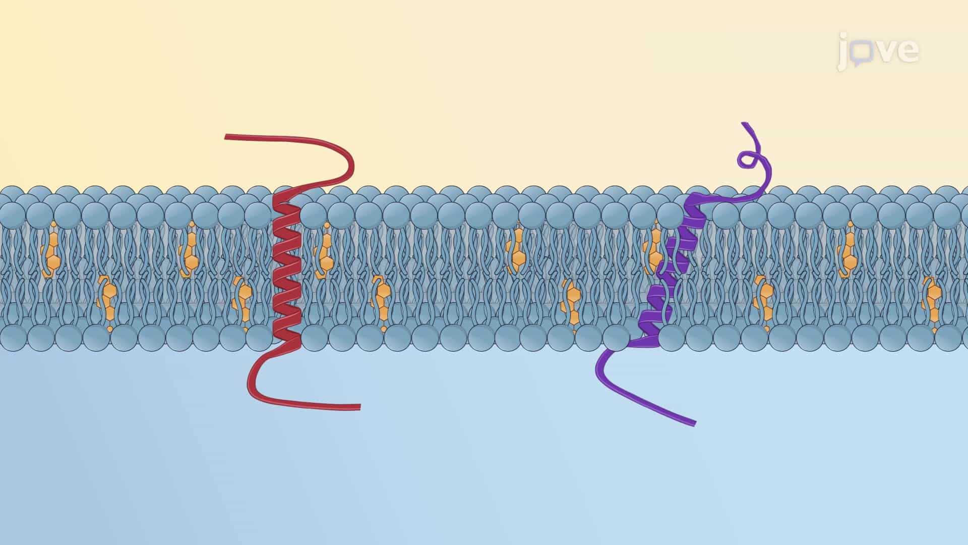 Single-pass Transmembrane Proteins